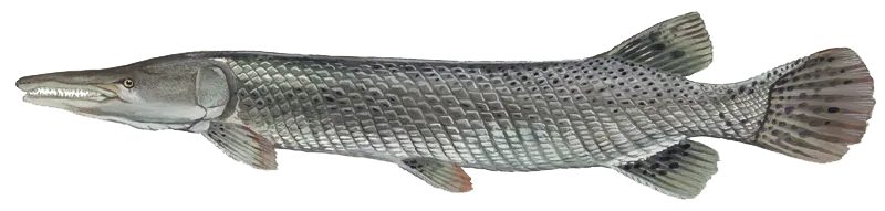 Alligator gar