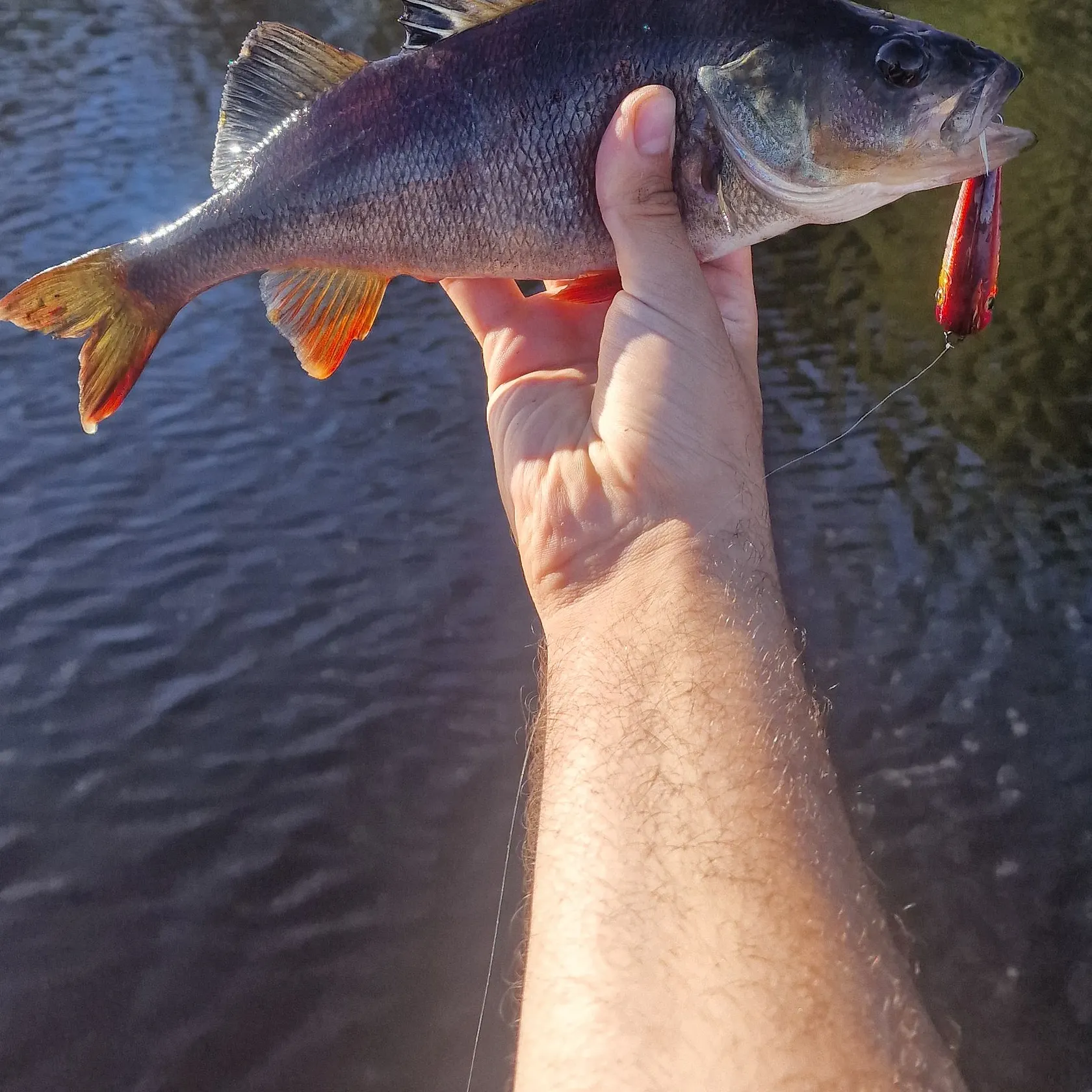 European perch caught on Fishbrain