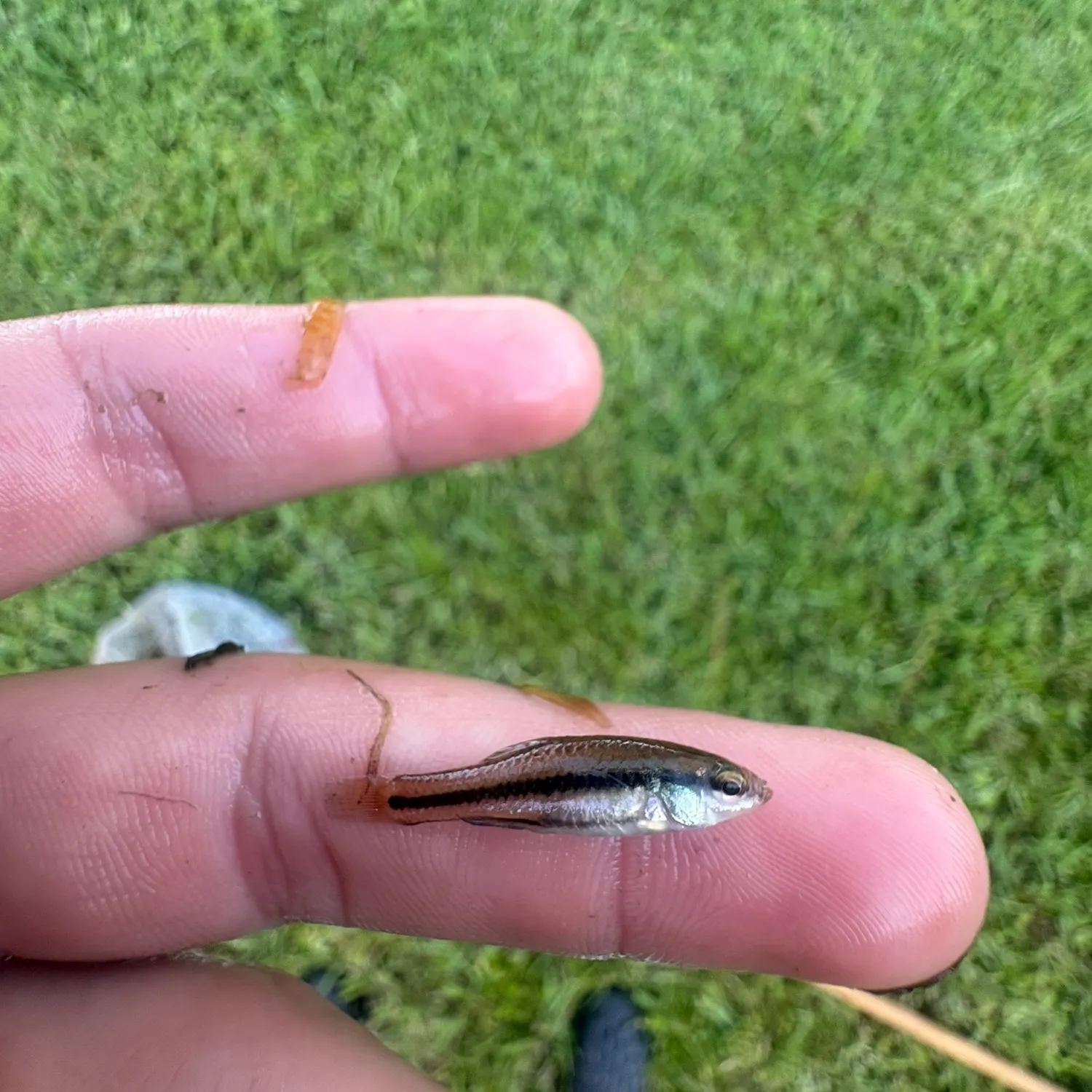 The most recent Bluefin killifish catches on Fishbrain