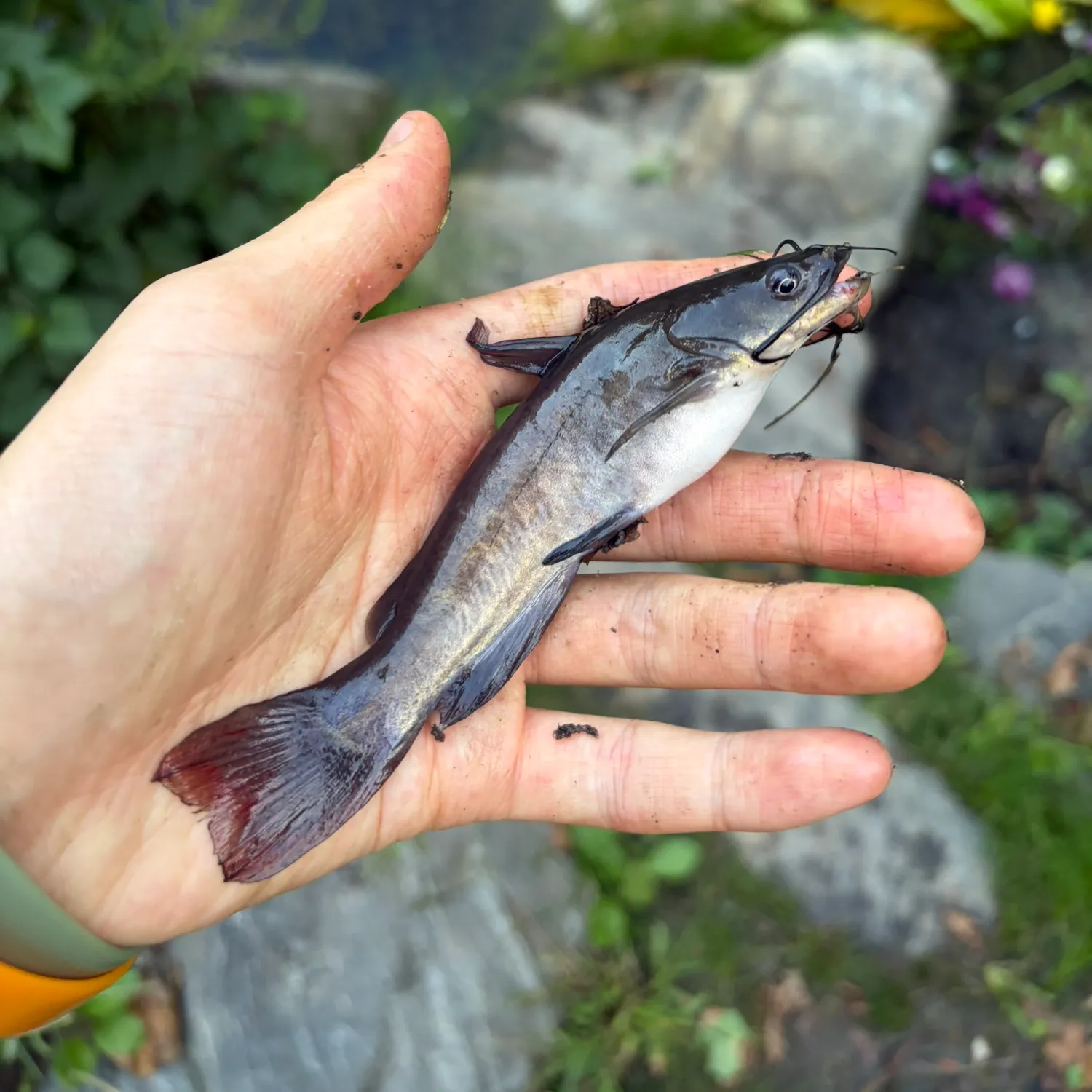 Brown bullhead caught on Fishbrain