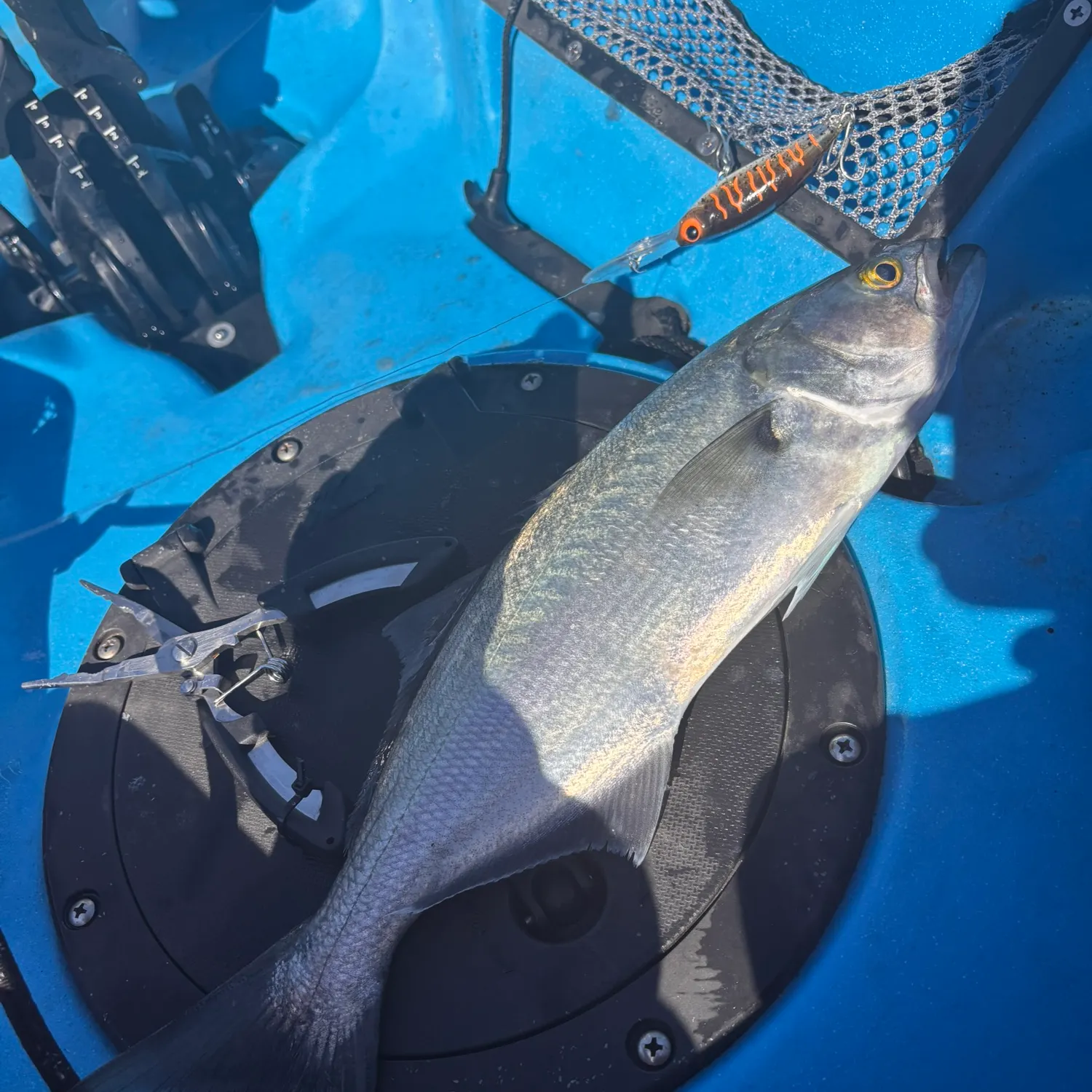 Bluefish caught on Fishbrain