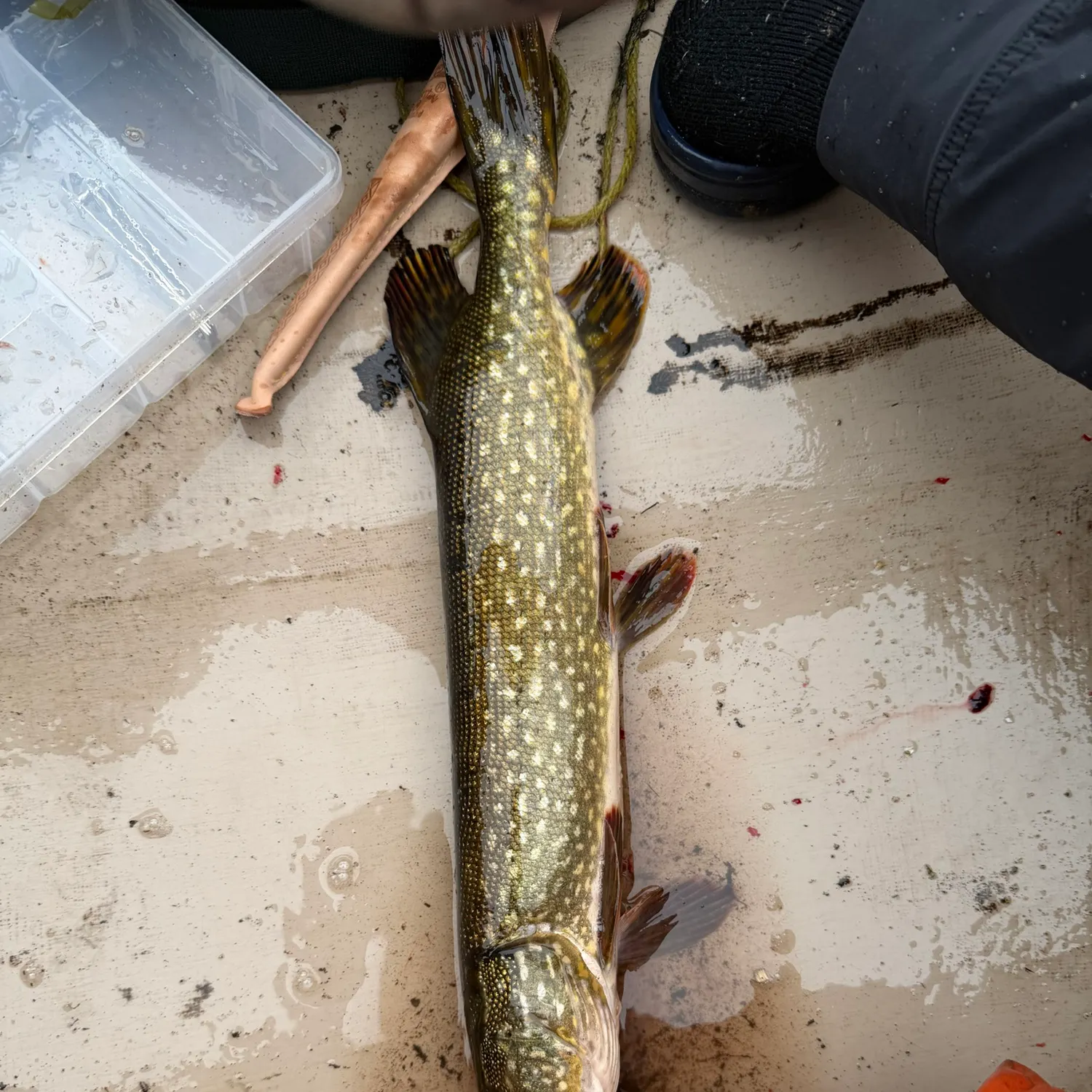 Northern pike caught on Fishbrain