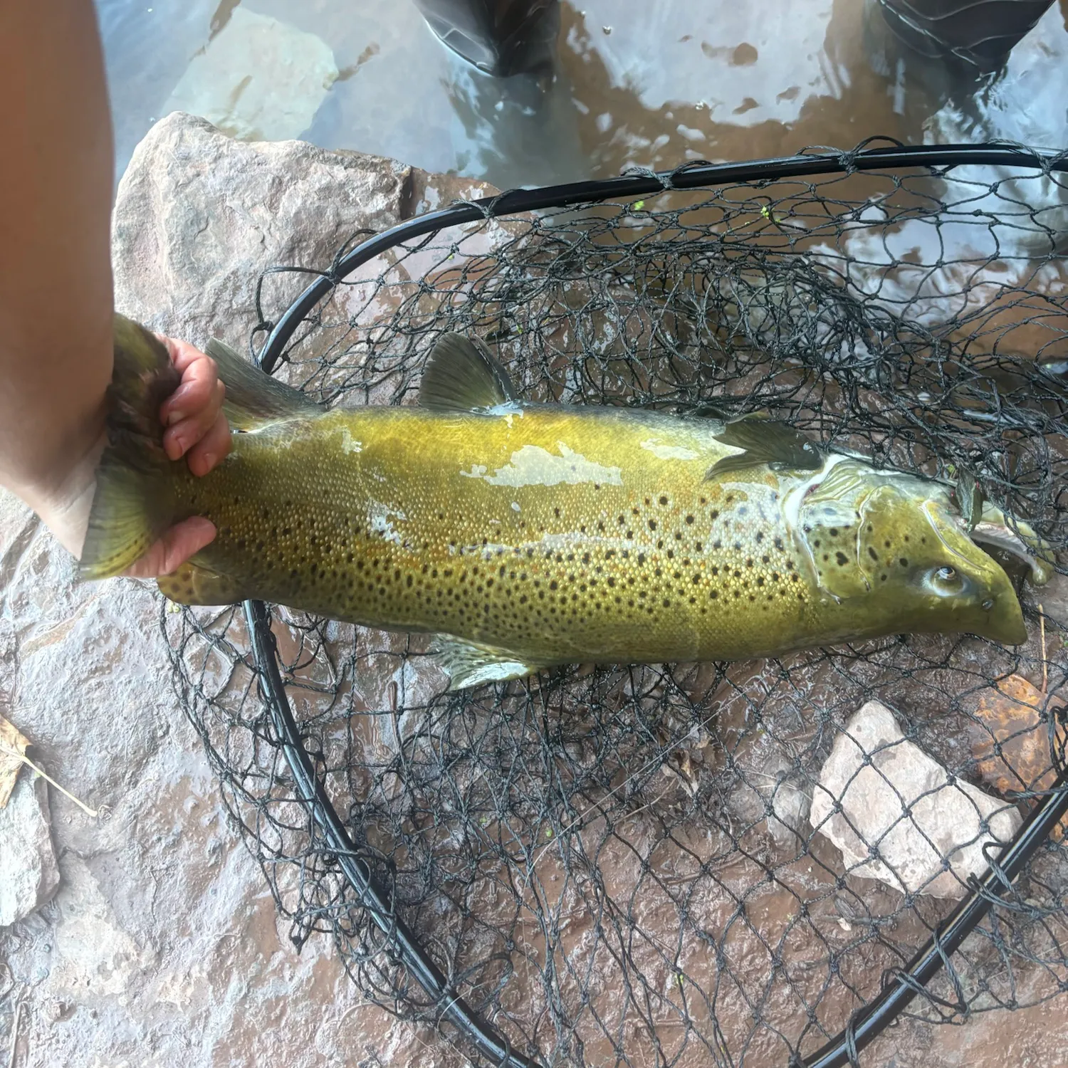Brown trout caught on Fishbrain