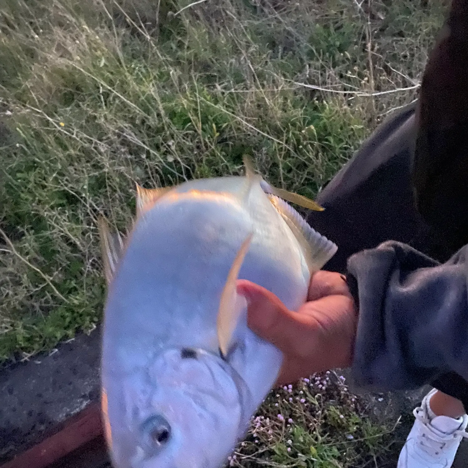 Blue runner caught on Fishbrain