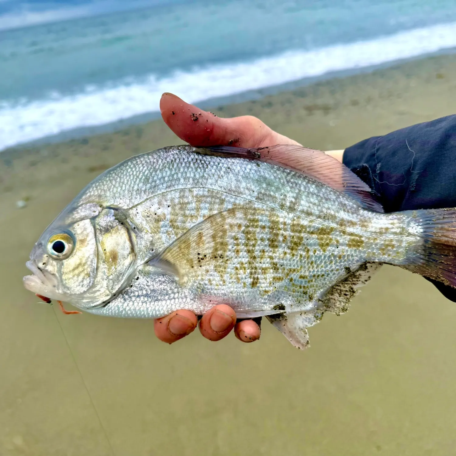 The most recent Calico surfperch catches on Fishbrain