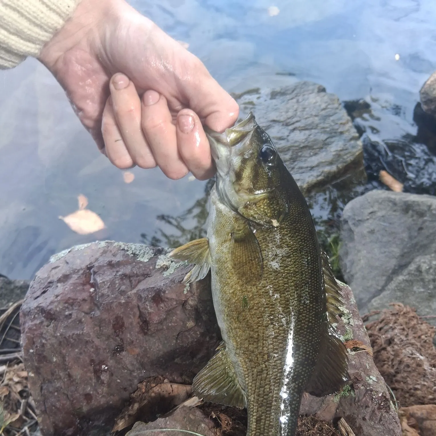 Smallmouth bass caught on Fishbrain