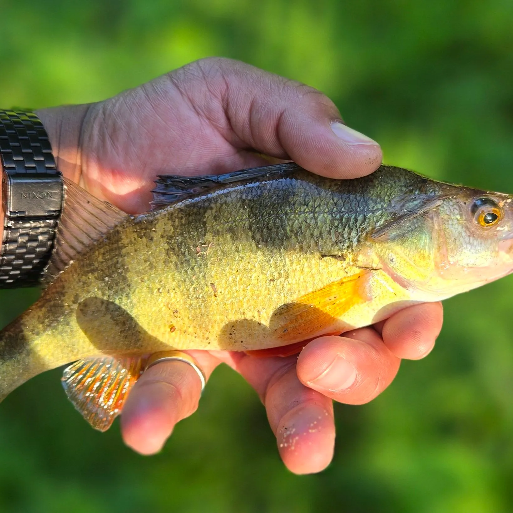 catch
