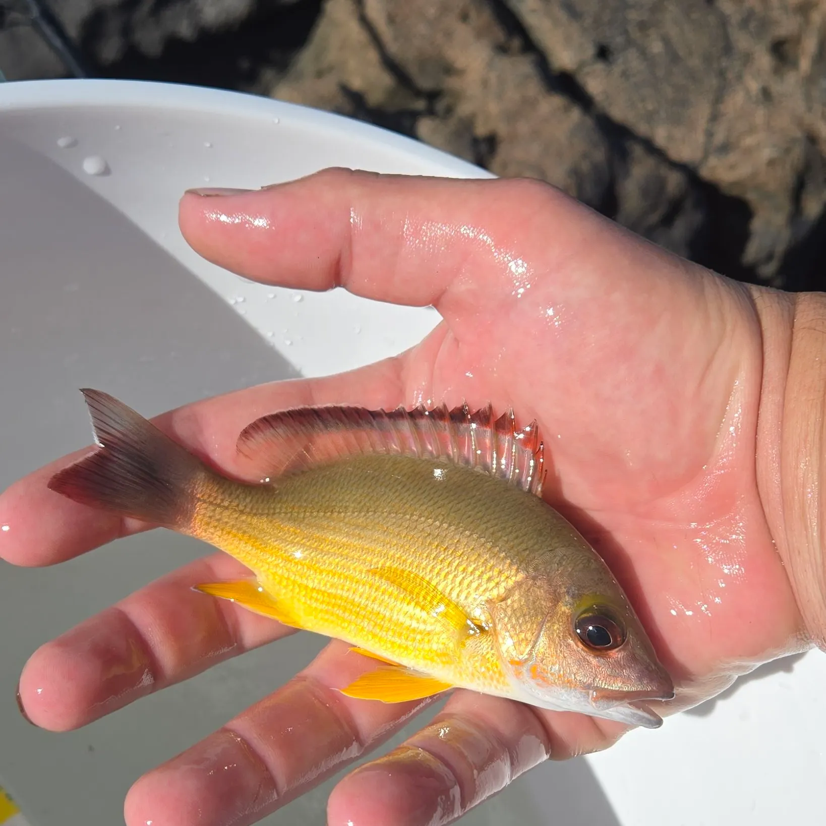 Blacktail snapper caught on Fishbrain