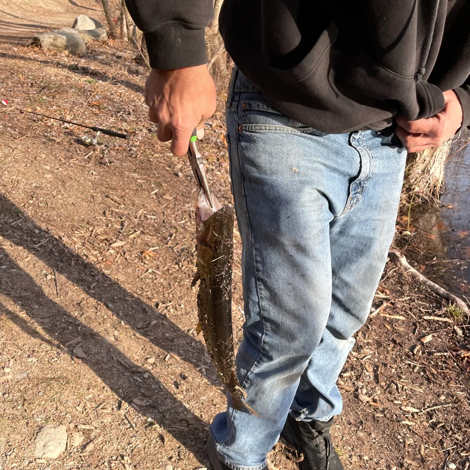 The most recent Chain pickerel catches on Fishbrain