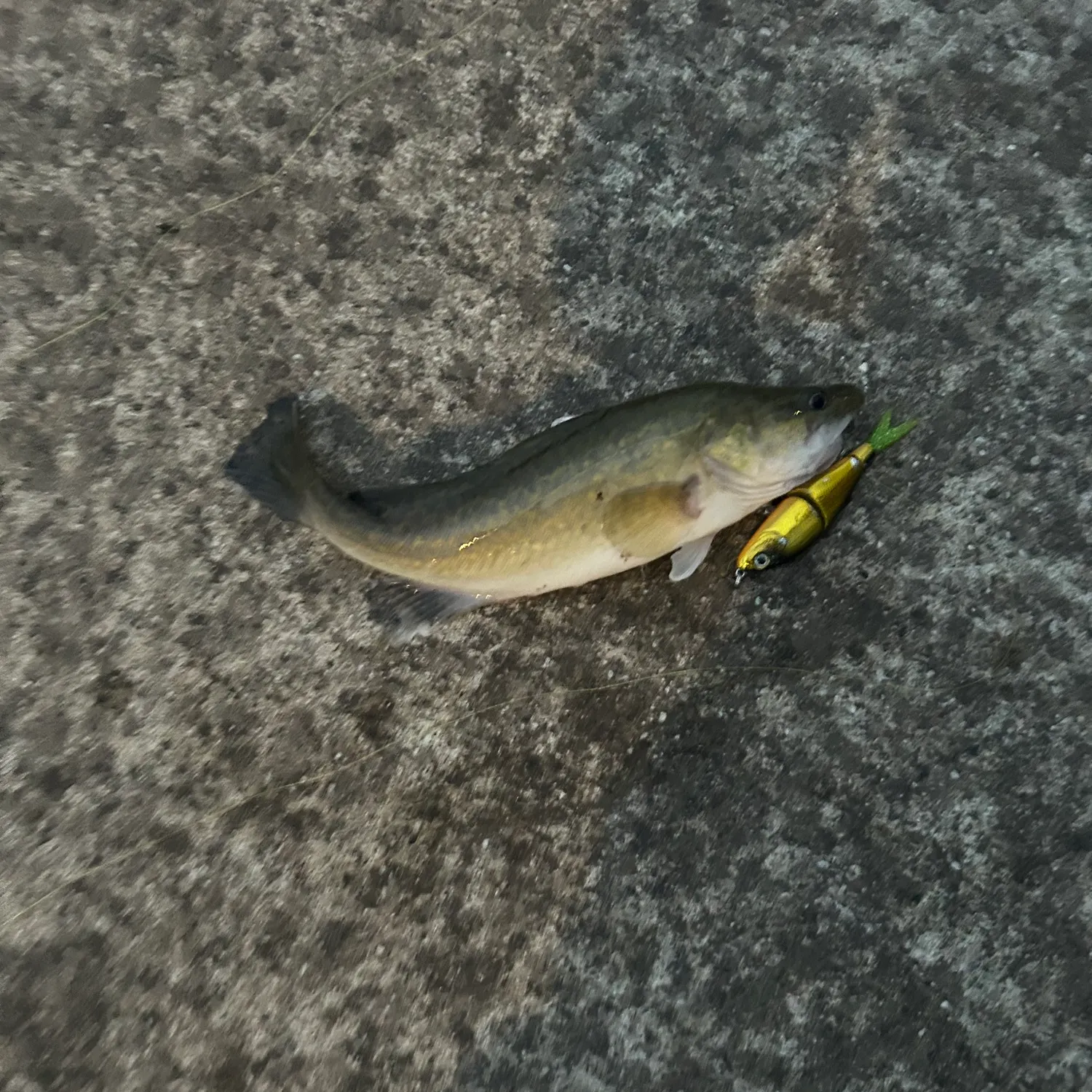 Murray cod caught on Fishbrain