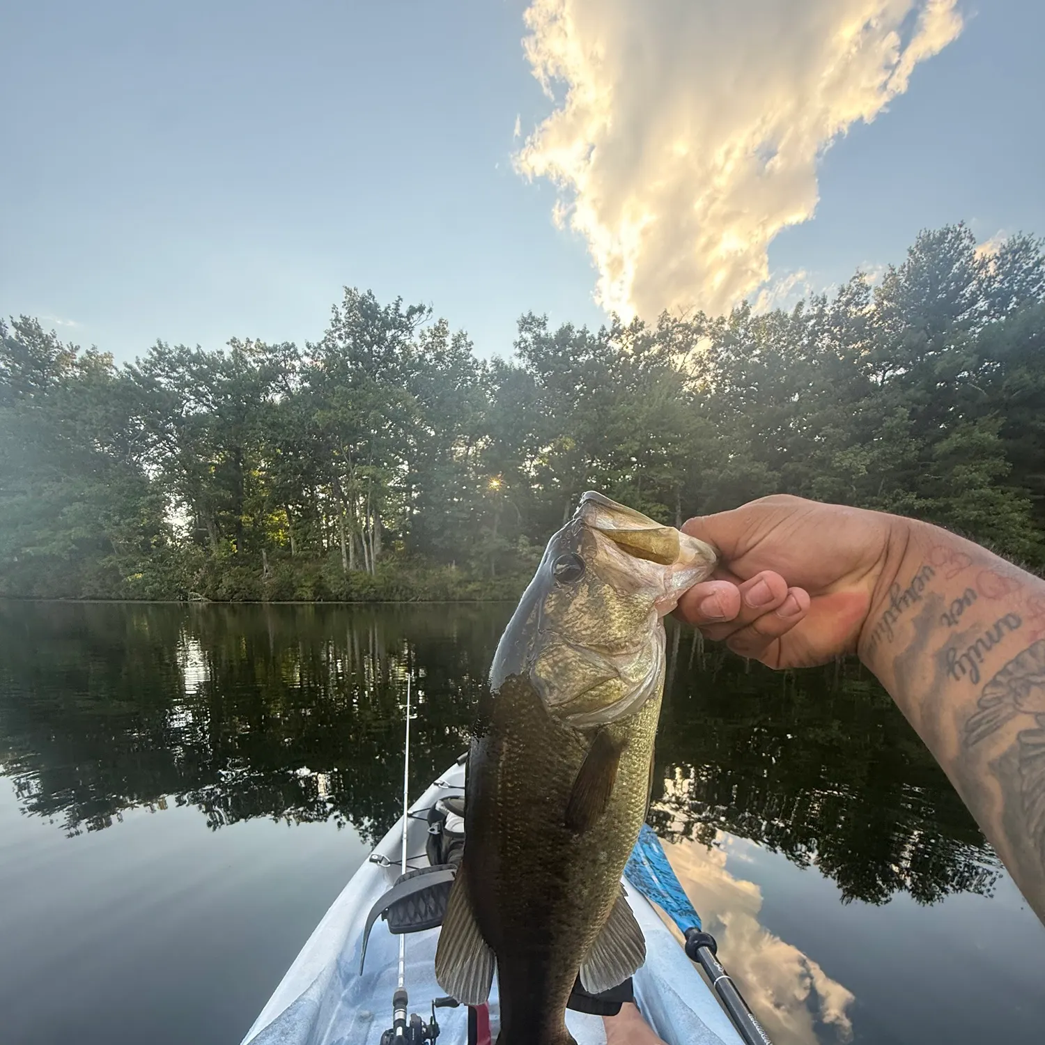 Largemouth bass caught on Fishbrain