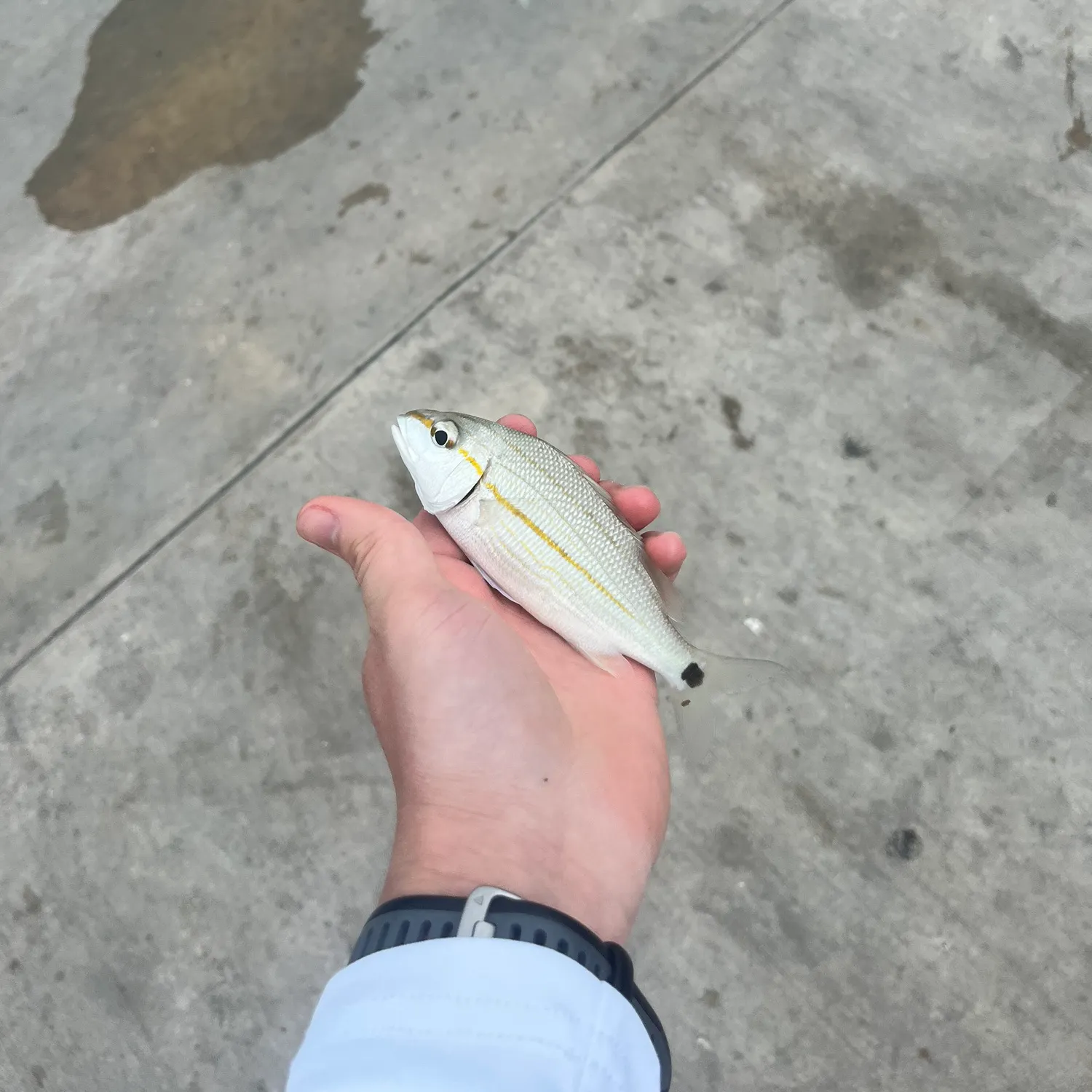 The most recent Tomtate grunt catches on Fishbrain