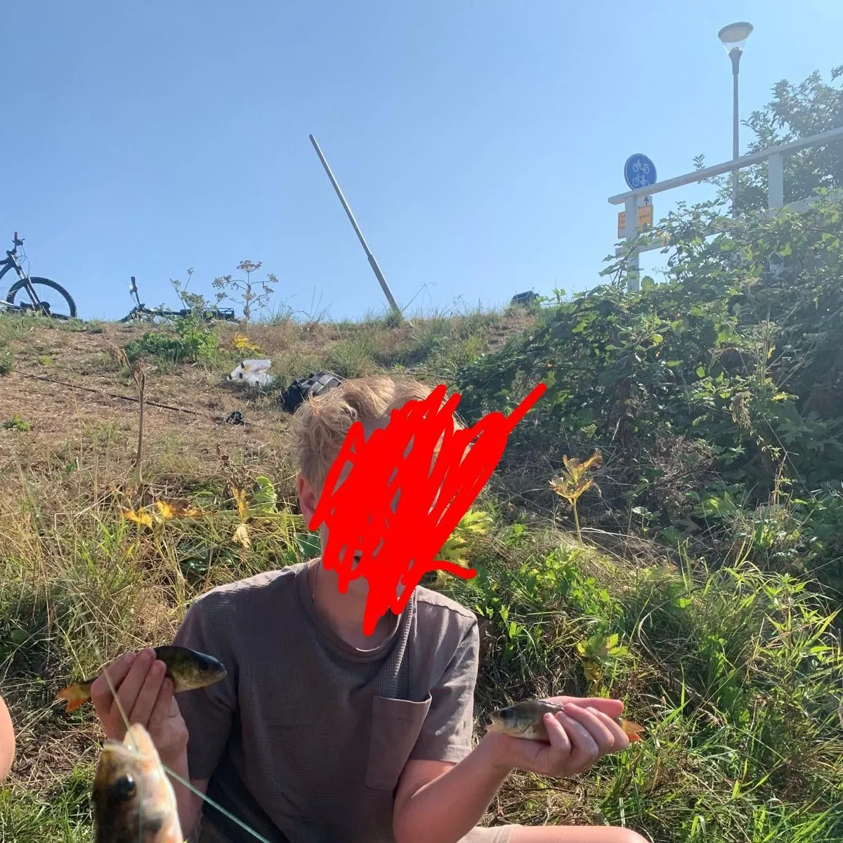 European perch caught on Fishbrain