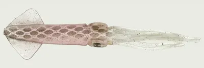 Live Squid