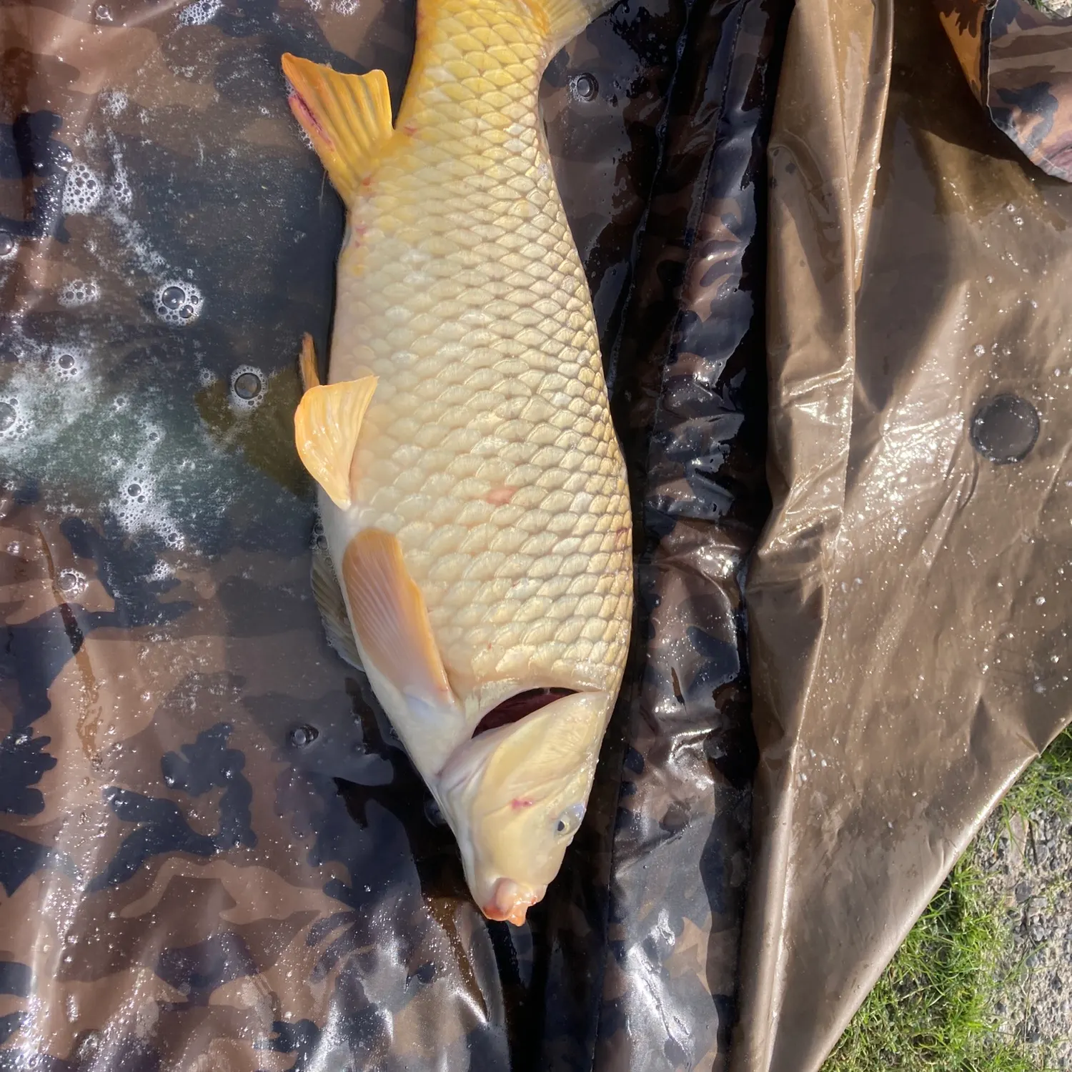 Common carp caught on Fishbrain