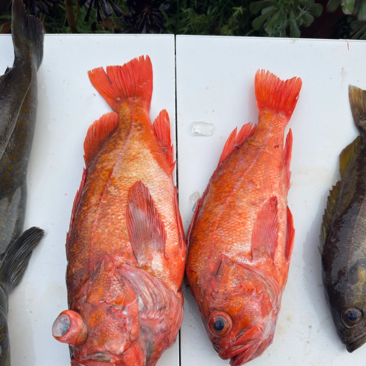 The most recent Vermilion rockfish catches on Fishbrain