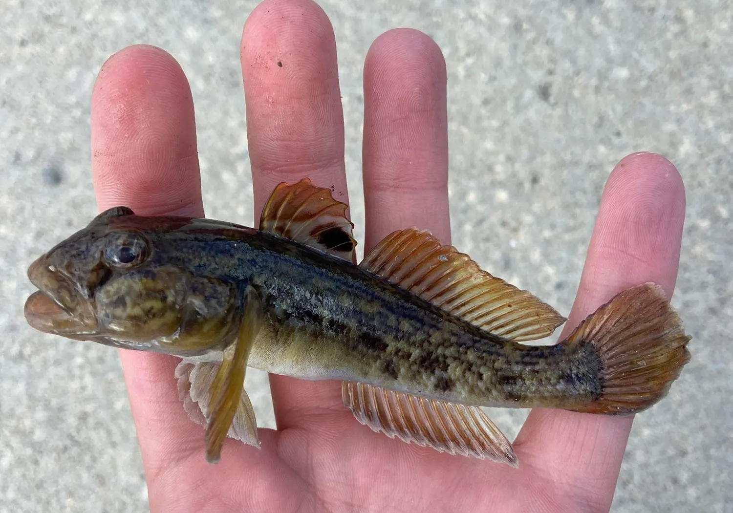 Round goby