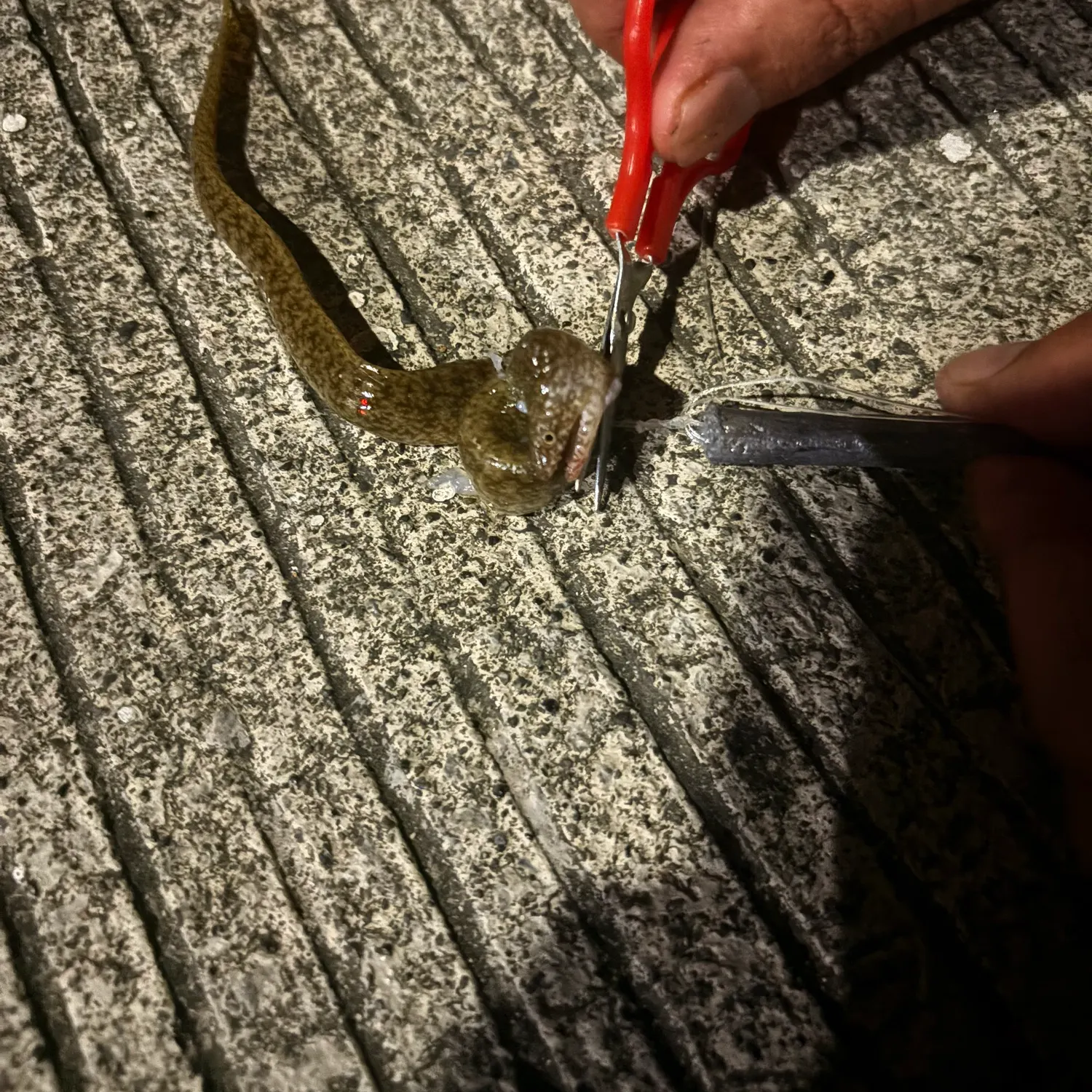 The most recent Blotch-necked moray catches on Fishbrain