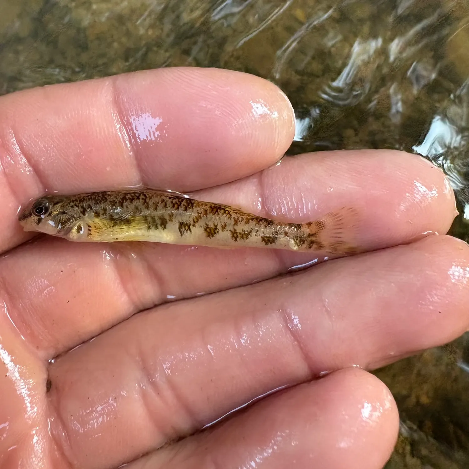 The most recent Rock darter catches on Fishbrain