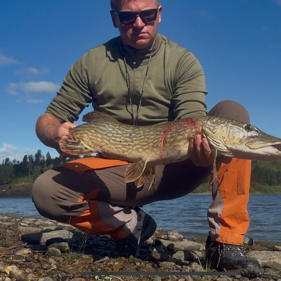 Northern pike caught on Fishbrain