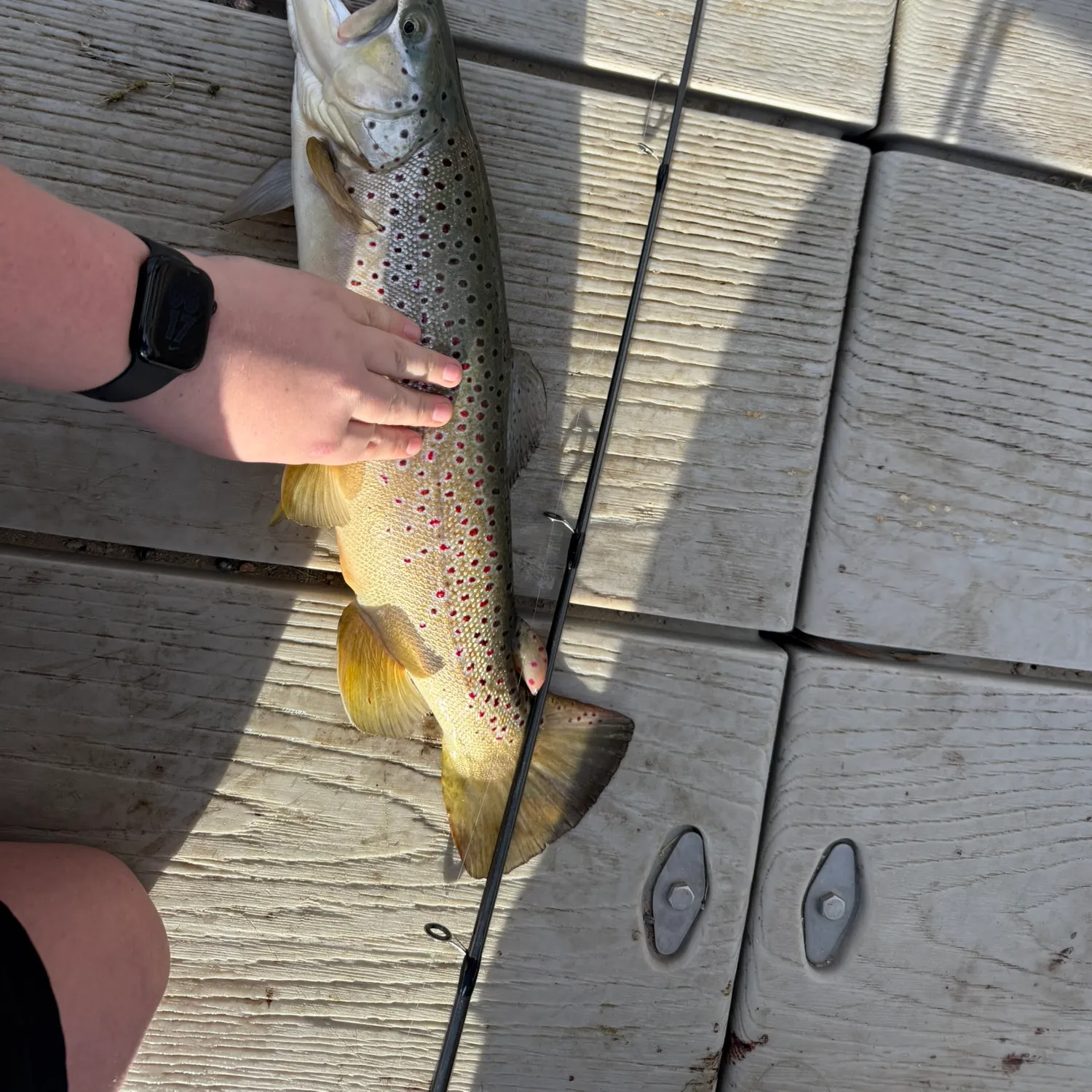 recently logged catches