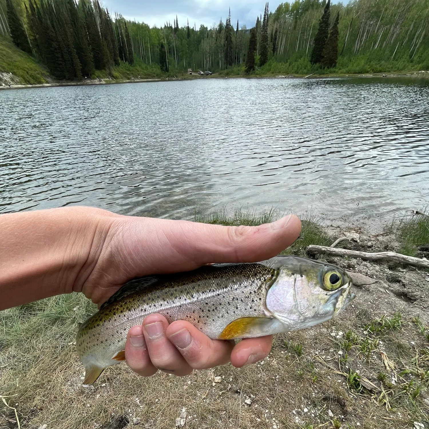 Rainbow trout caught on Fishbrain
