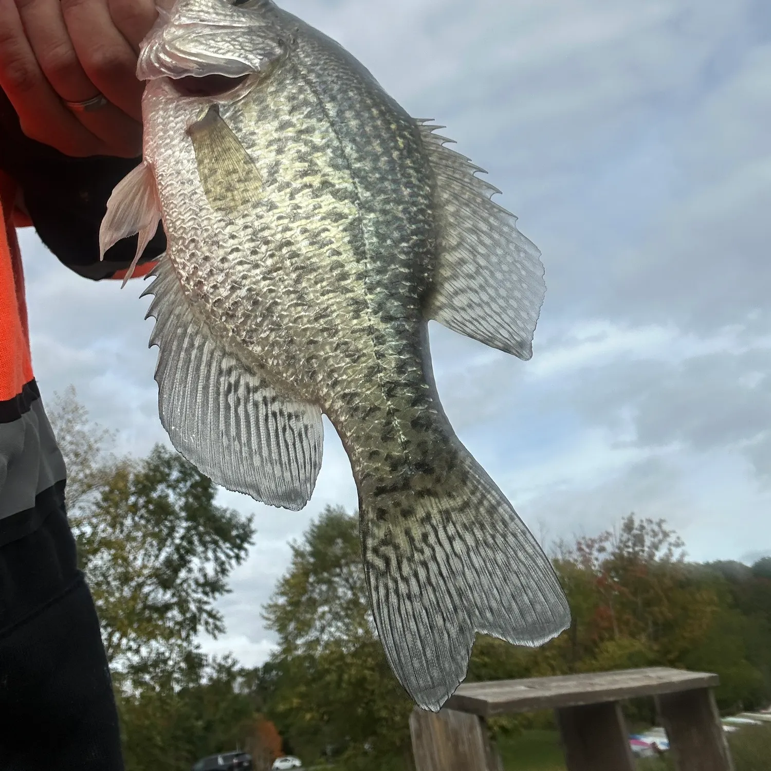 Black crappie caught on Fishbrain