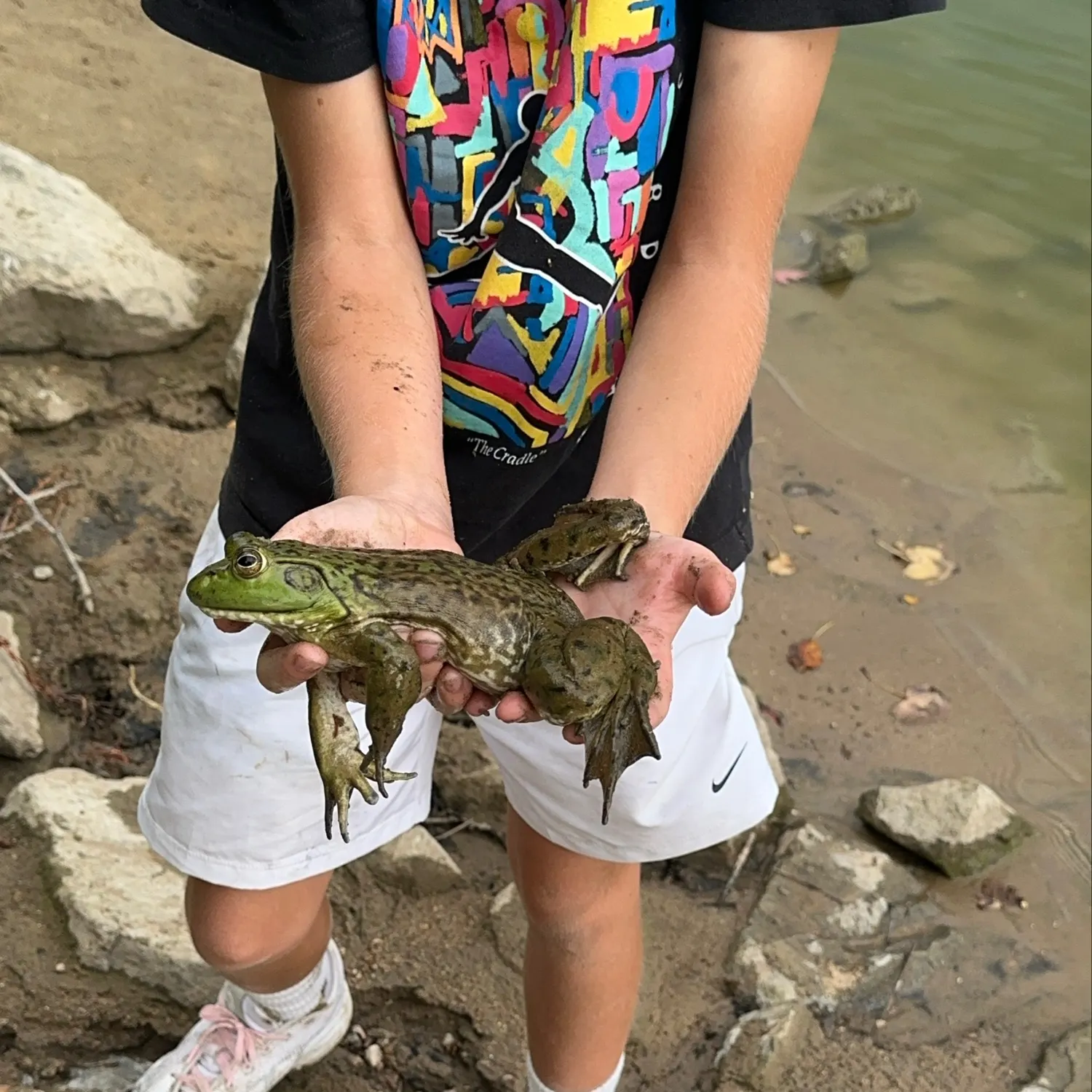 American bullfrog caught on Fishbrain