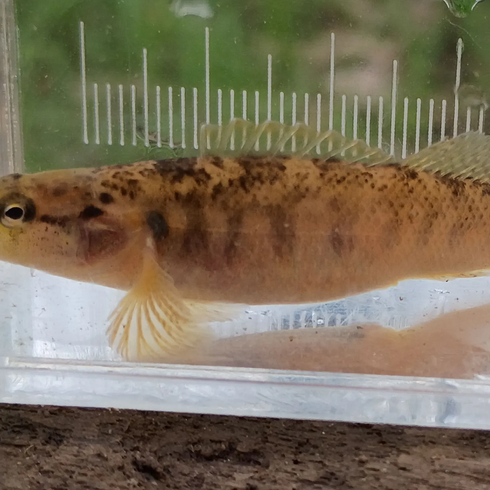 The most recent Fantail darter catches on Fishbrain