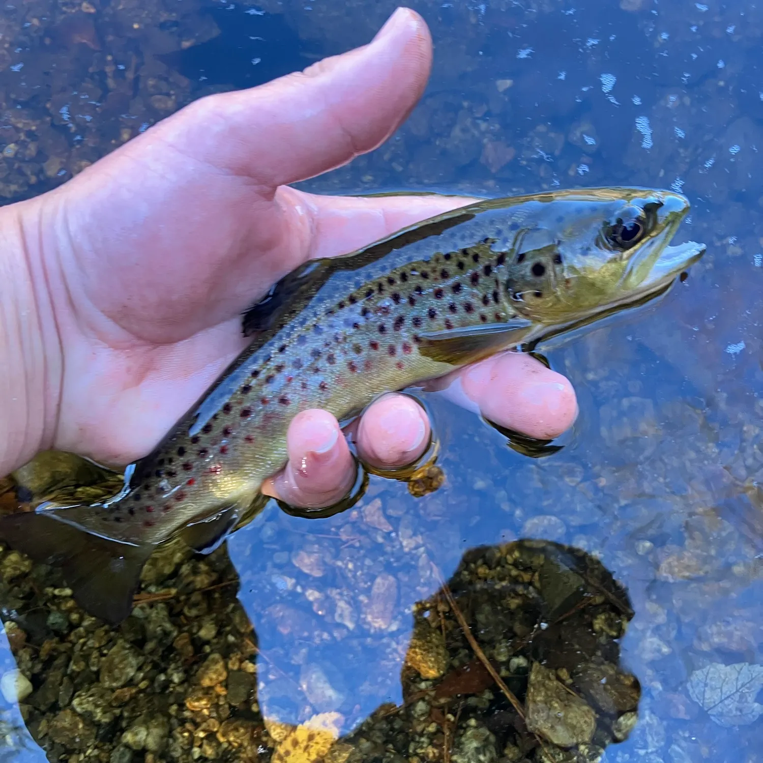 Brown trout caught on Fishbrain