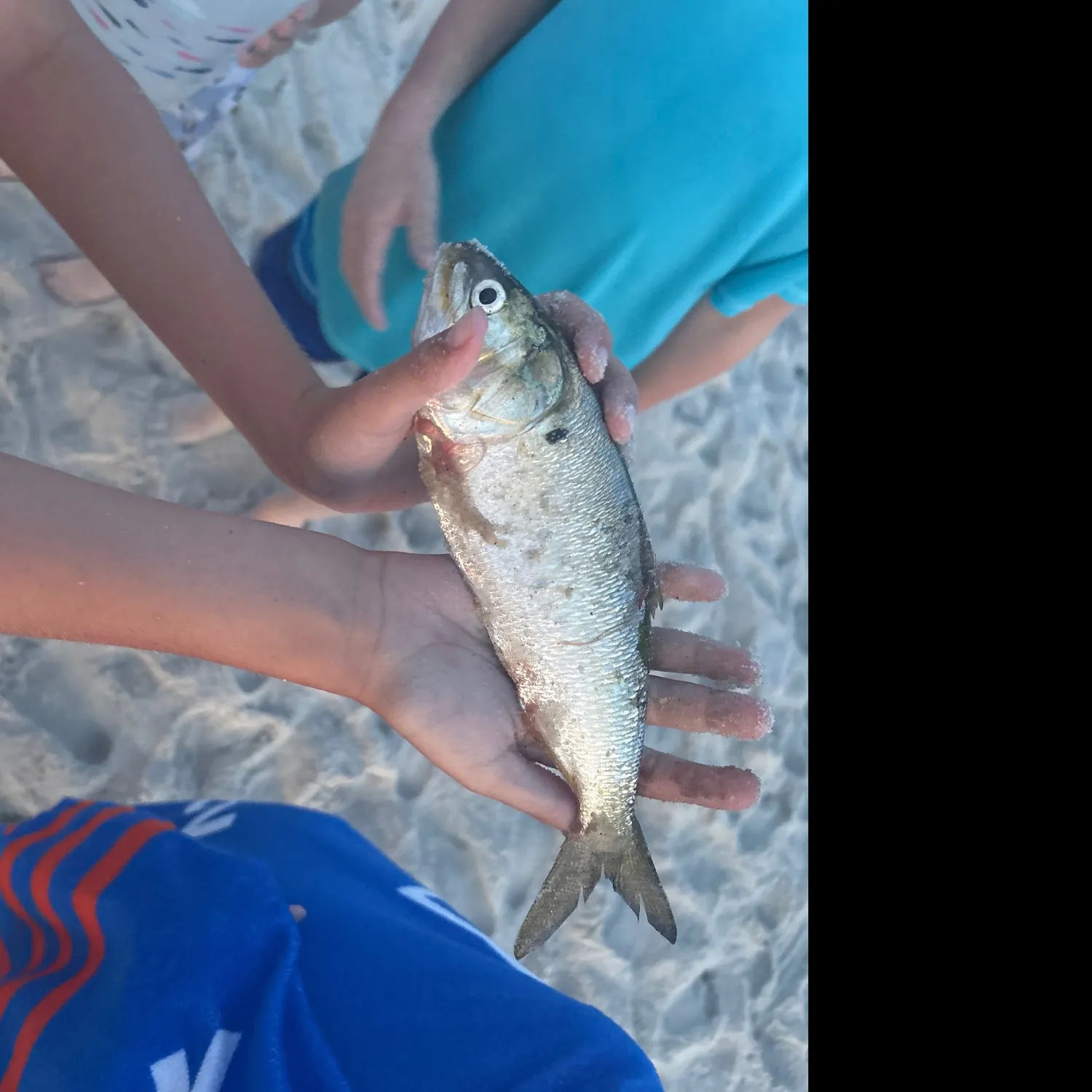 Whitebait smelt caught on Fishbrain
