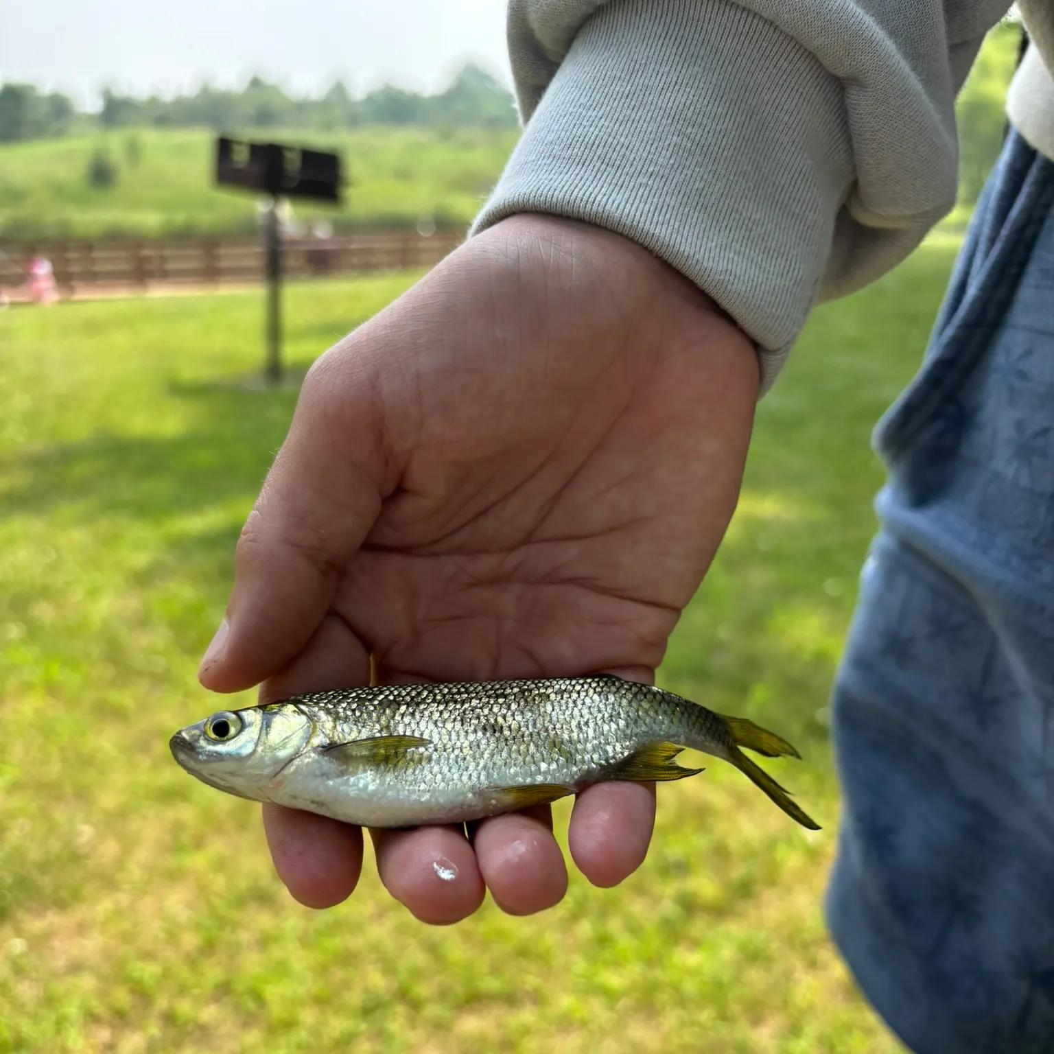 The most recent Golden shiner catches on Fishbrain