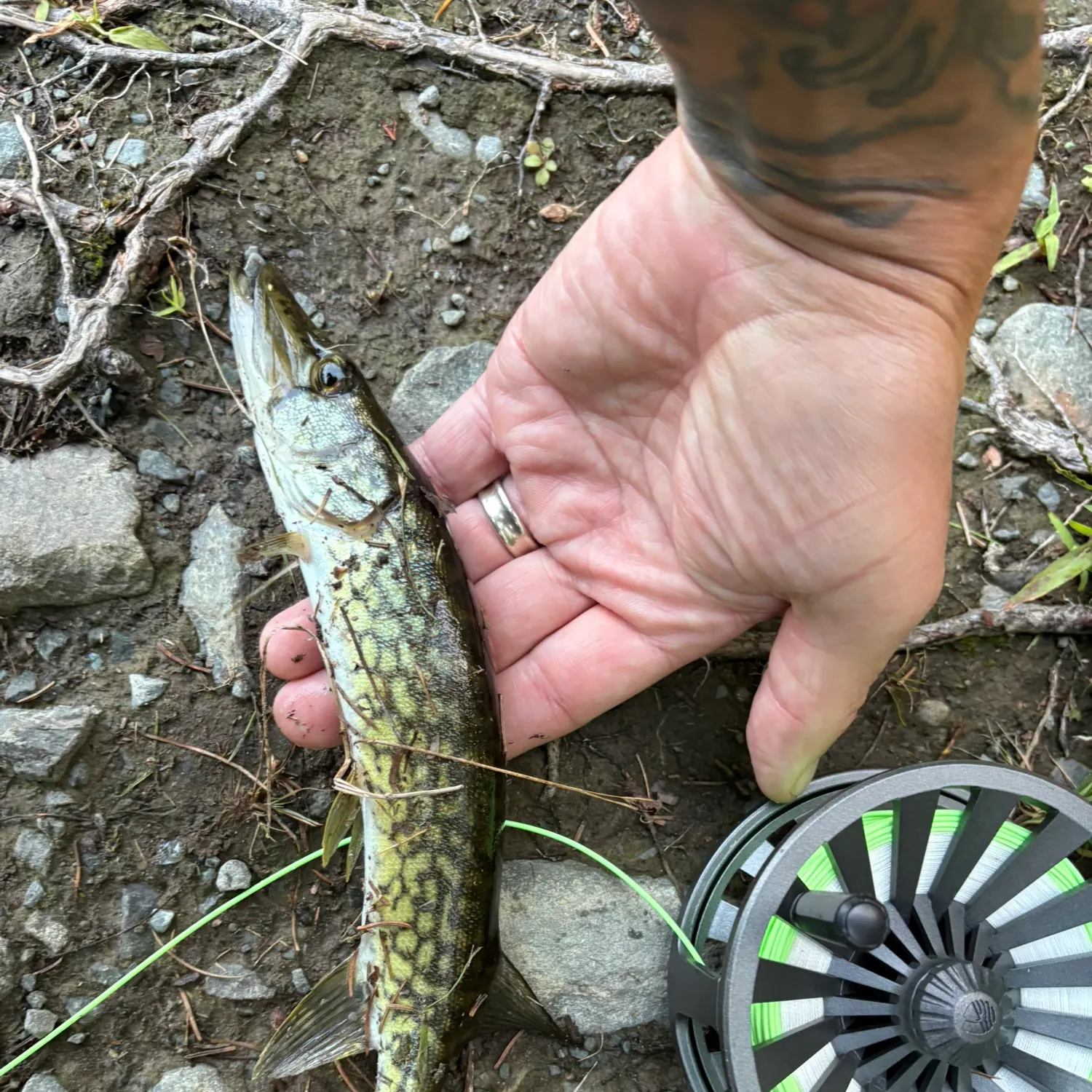 Chain pickerel caught on Fishbrain