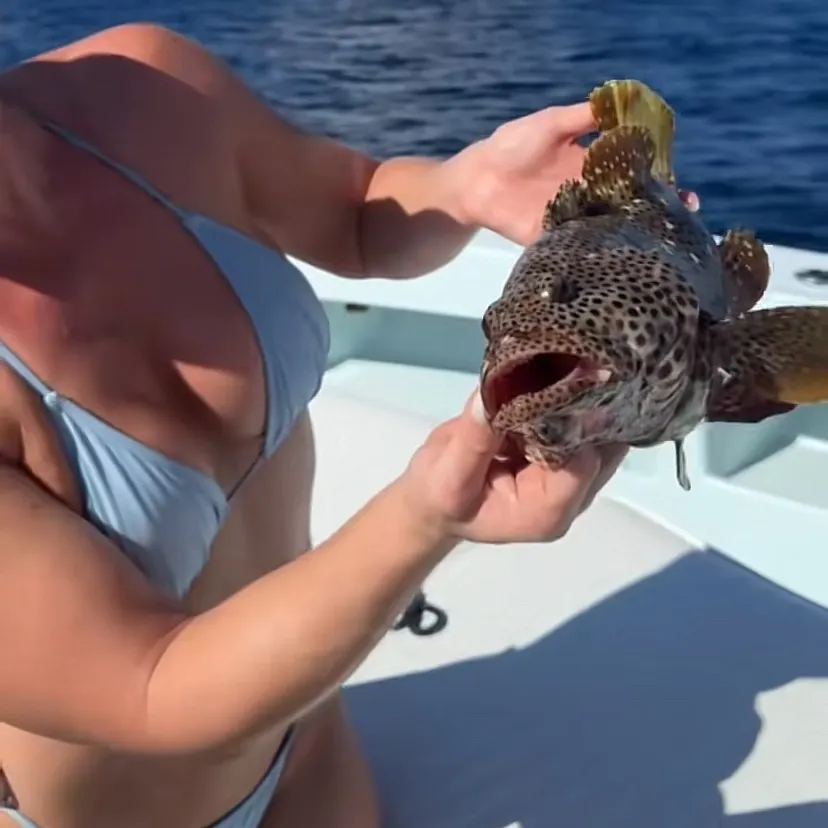 The most recent Greasy grouper catches on Fishbrain