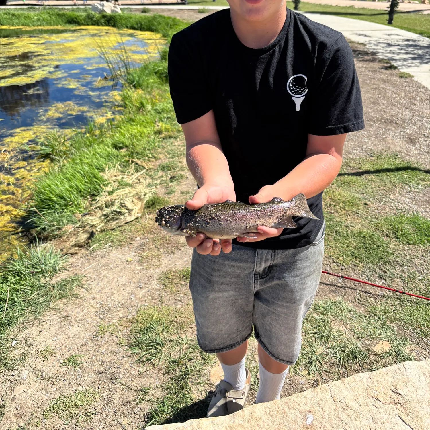 Rainbow trout caught on Fishbrain