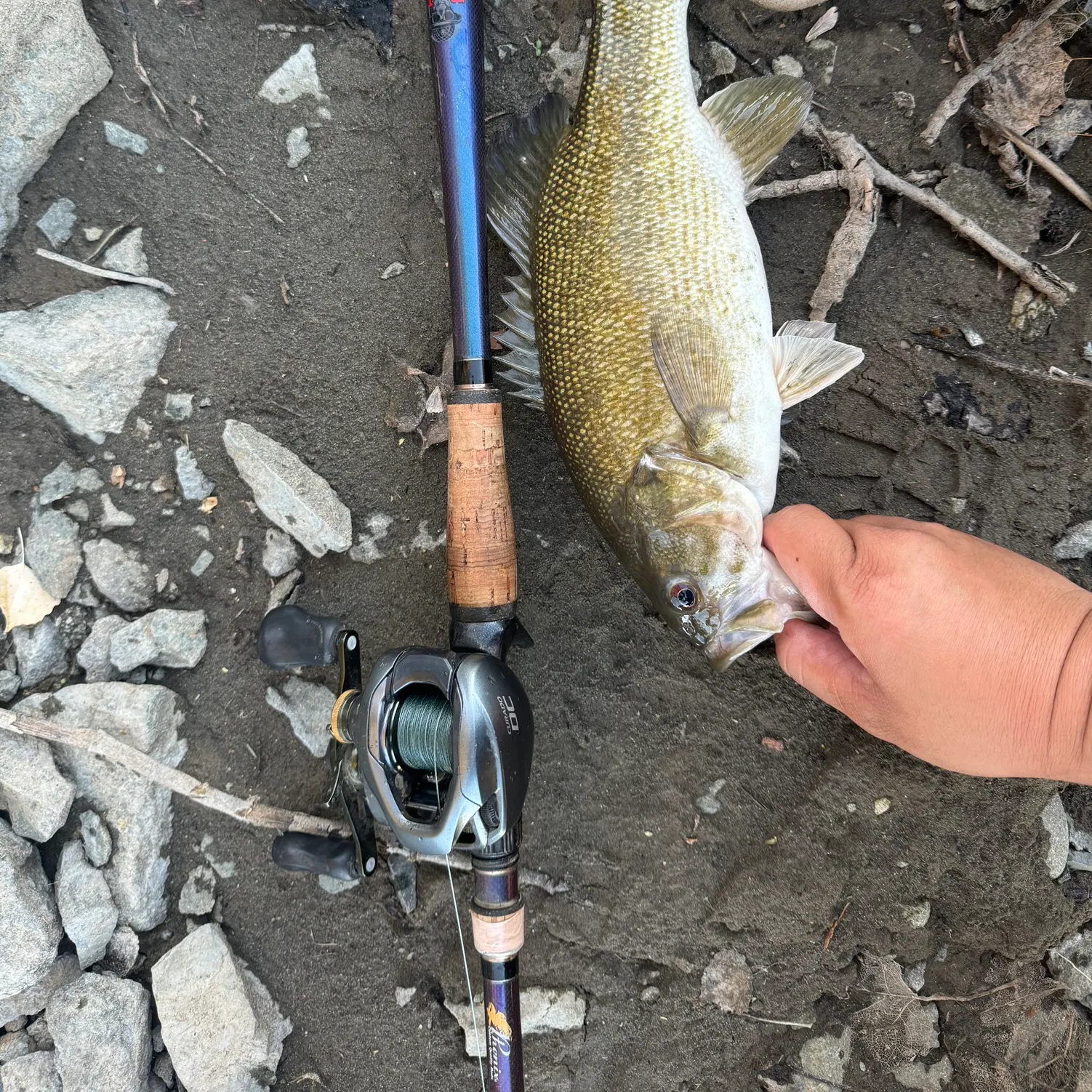 Smallmouth bass caught on Fishbrain