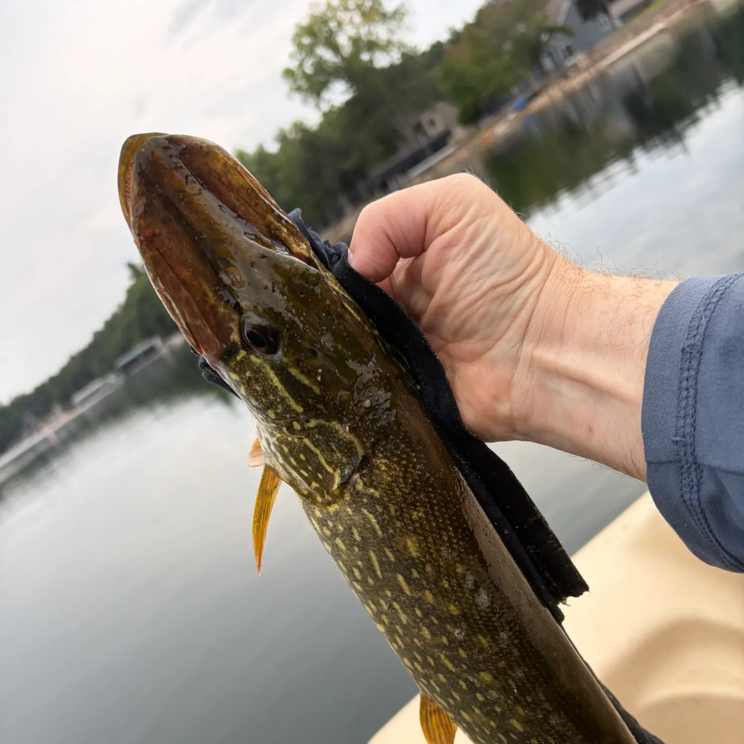 Northern pike caught on Fishbrain