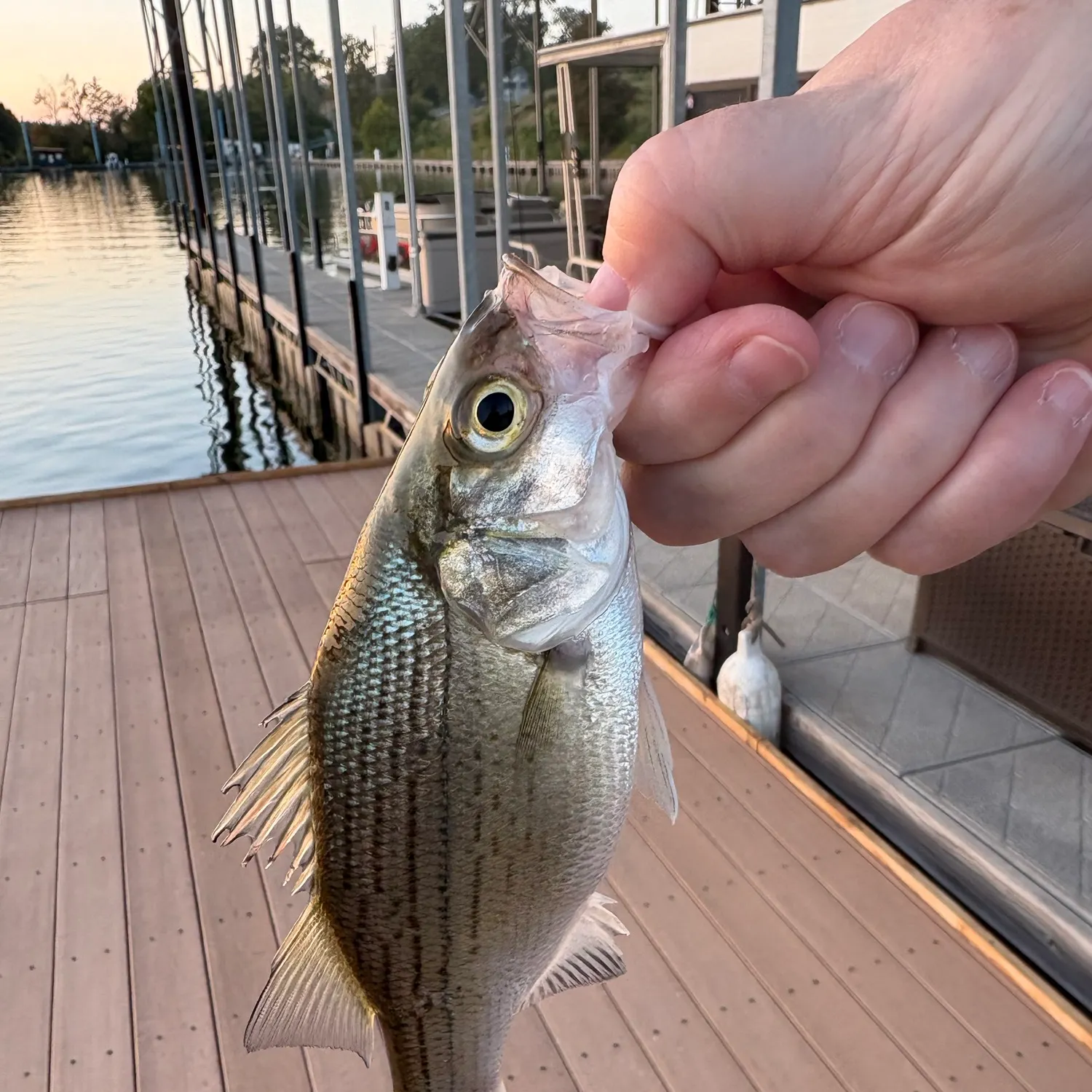 White bass caught on Fishbrain