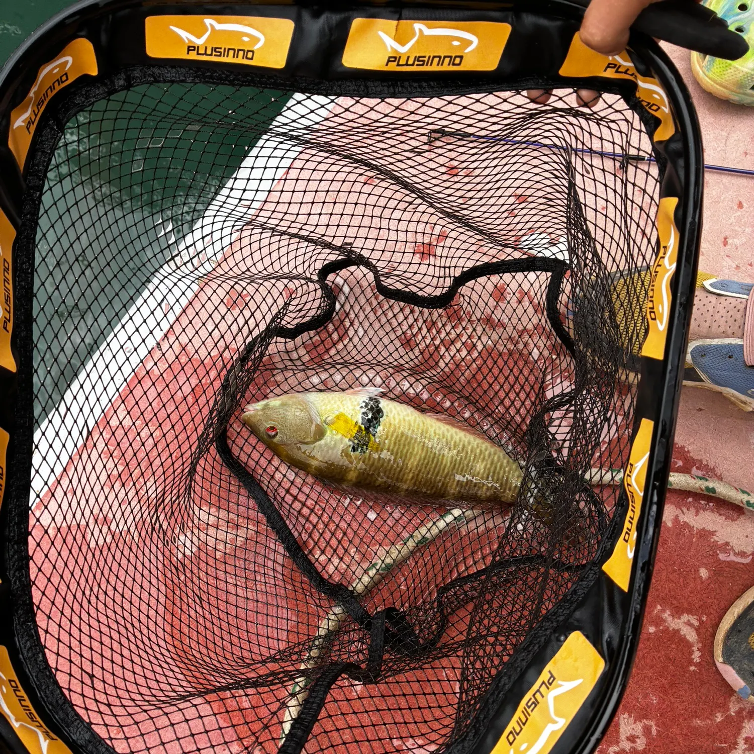 The most recent Ornate wrasse catches on Fishbrain