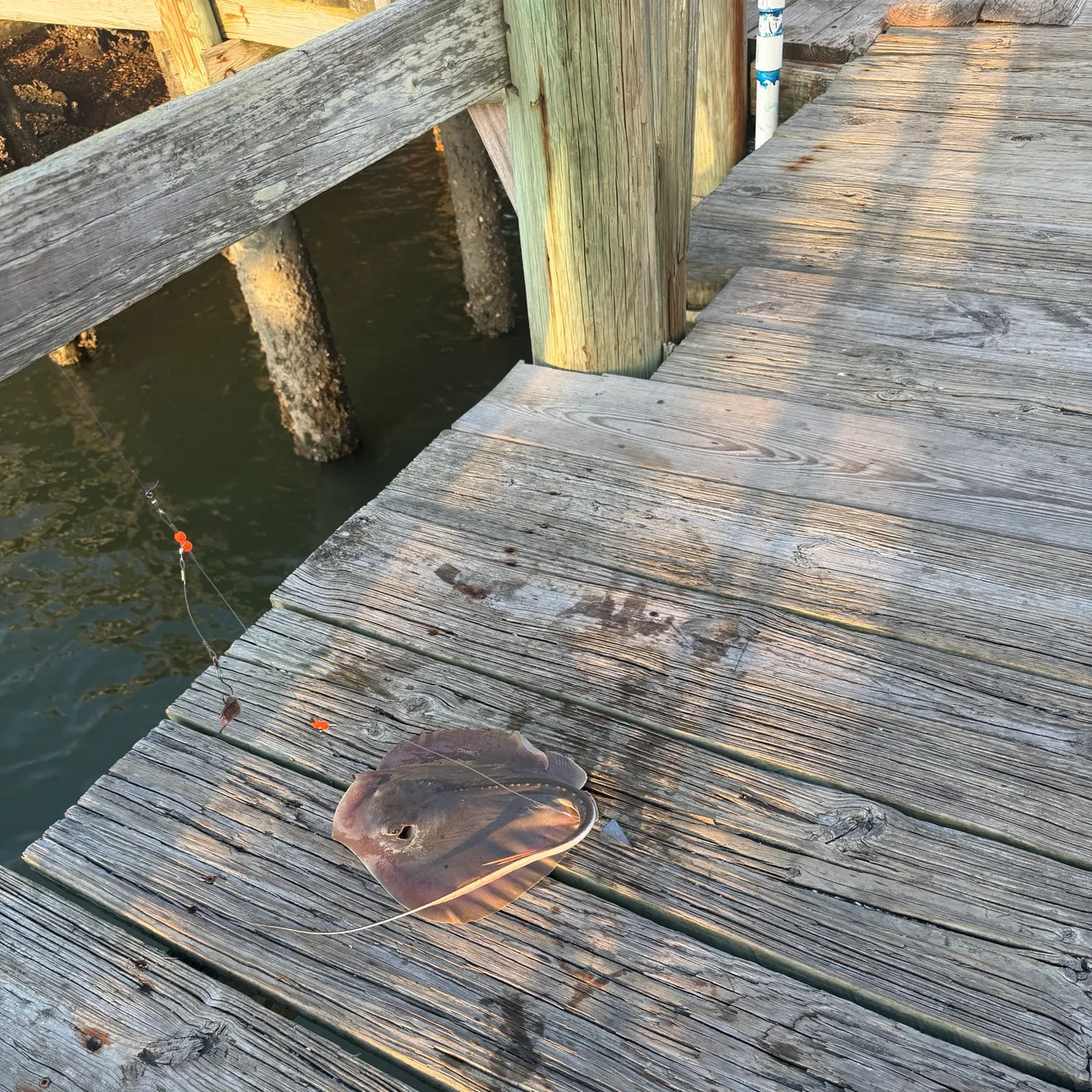 Atlantic stingray caught on Fishbrain