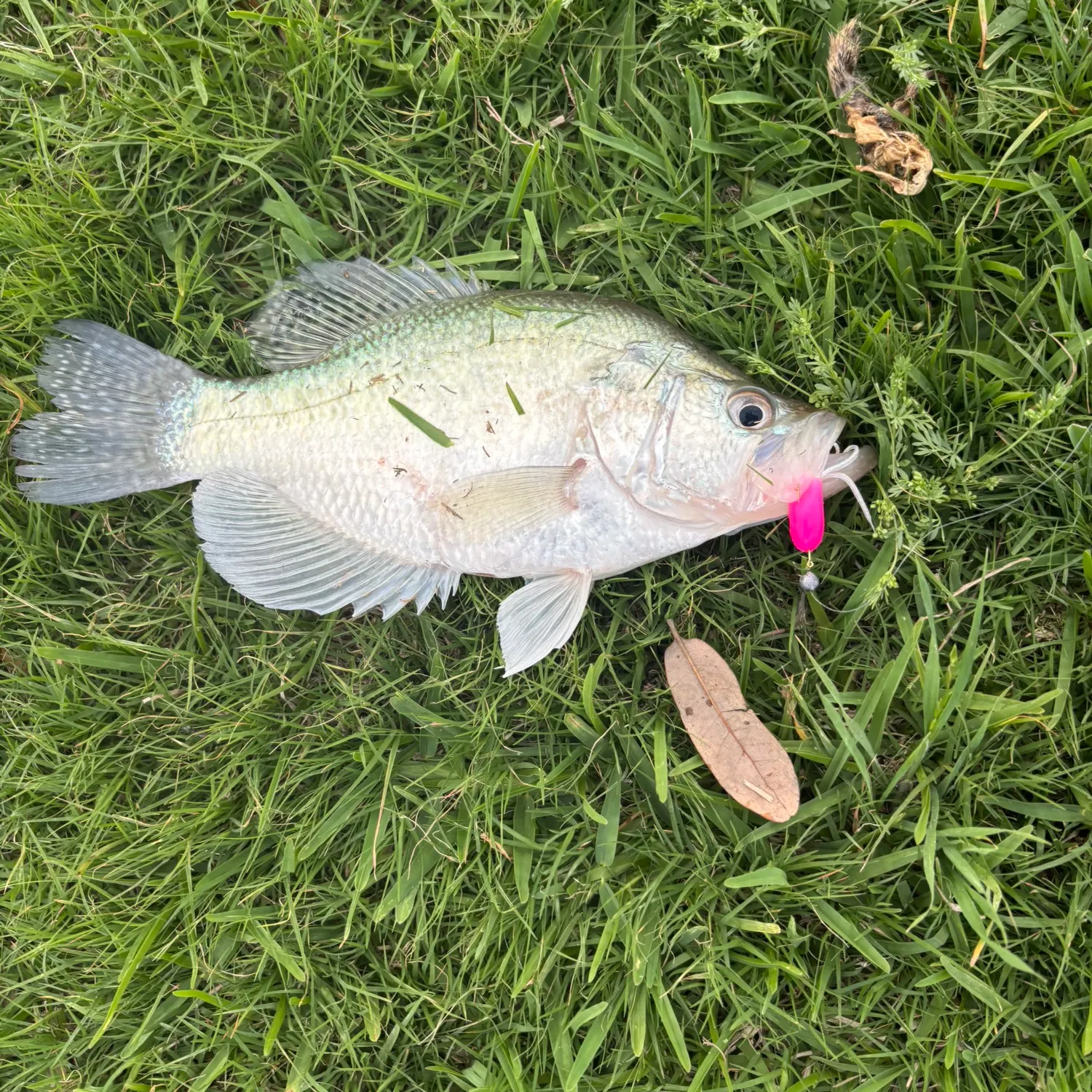 The most recent White crappie catches on Fishbrain