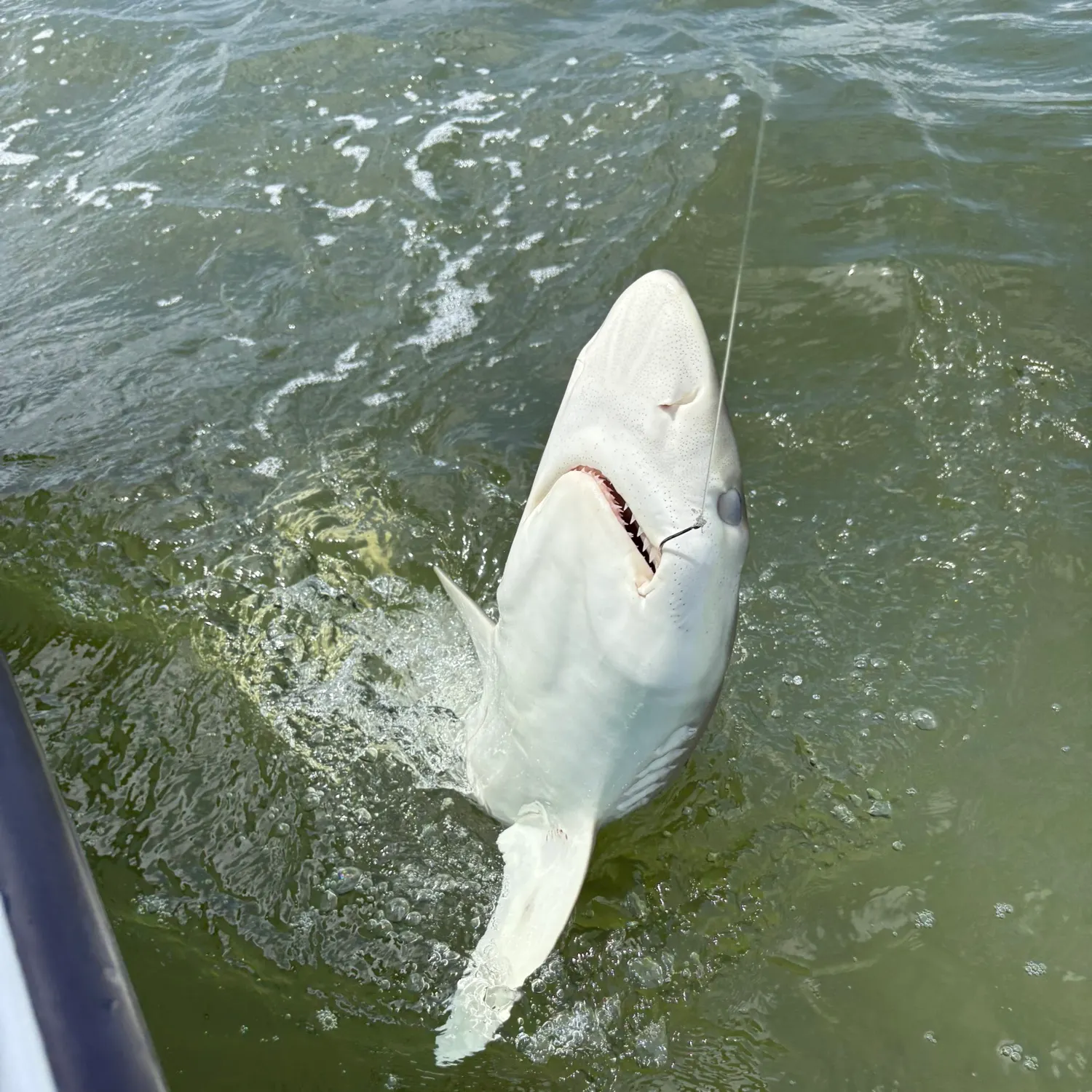 The most recent Blacknose shark catches on Fishbrain