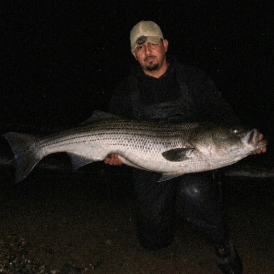 Striped bass caught on Fishbrain