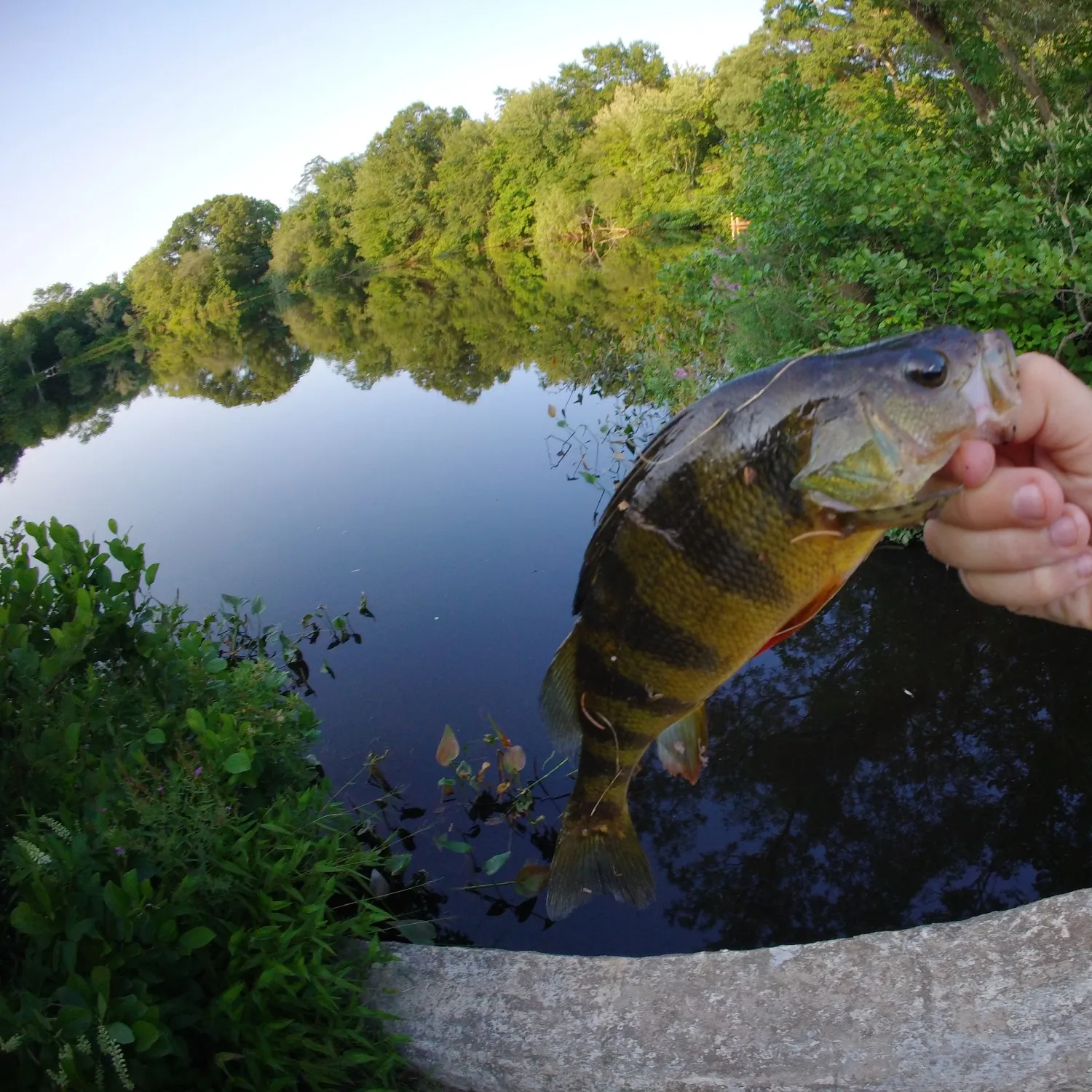 Yellow perch caught on Fishbrain