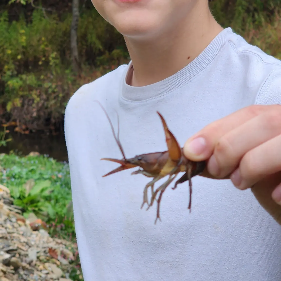 The most recent Appalachian brook crayfish catches on Fishbrain