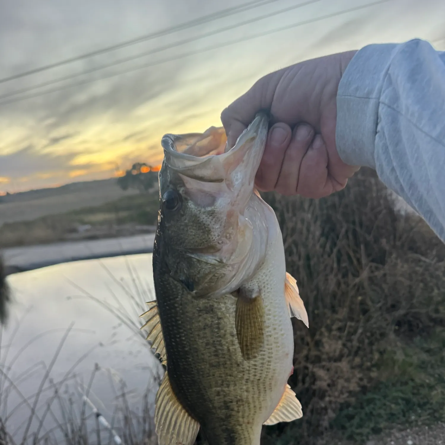 Largemouth bass caught on Fishbrain
