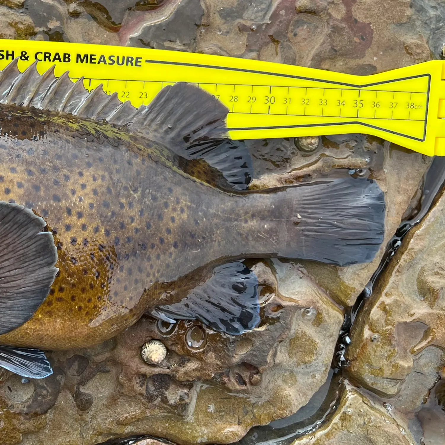 The most recent Eastern wirrah catches on Fishbrain