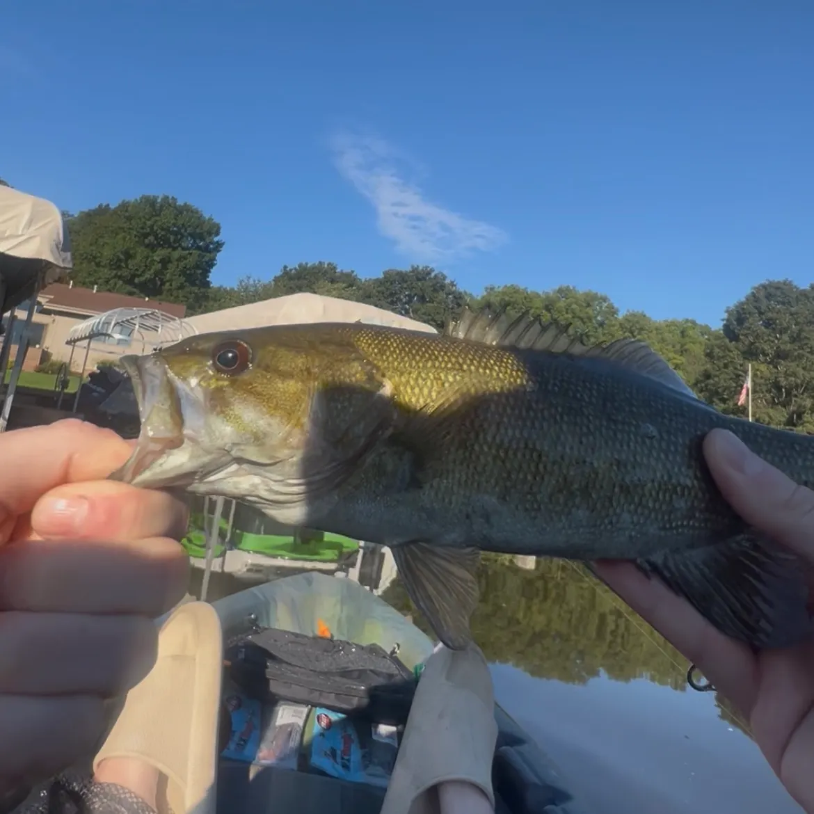 Smallmouth bass caught on Fishbrain