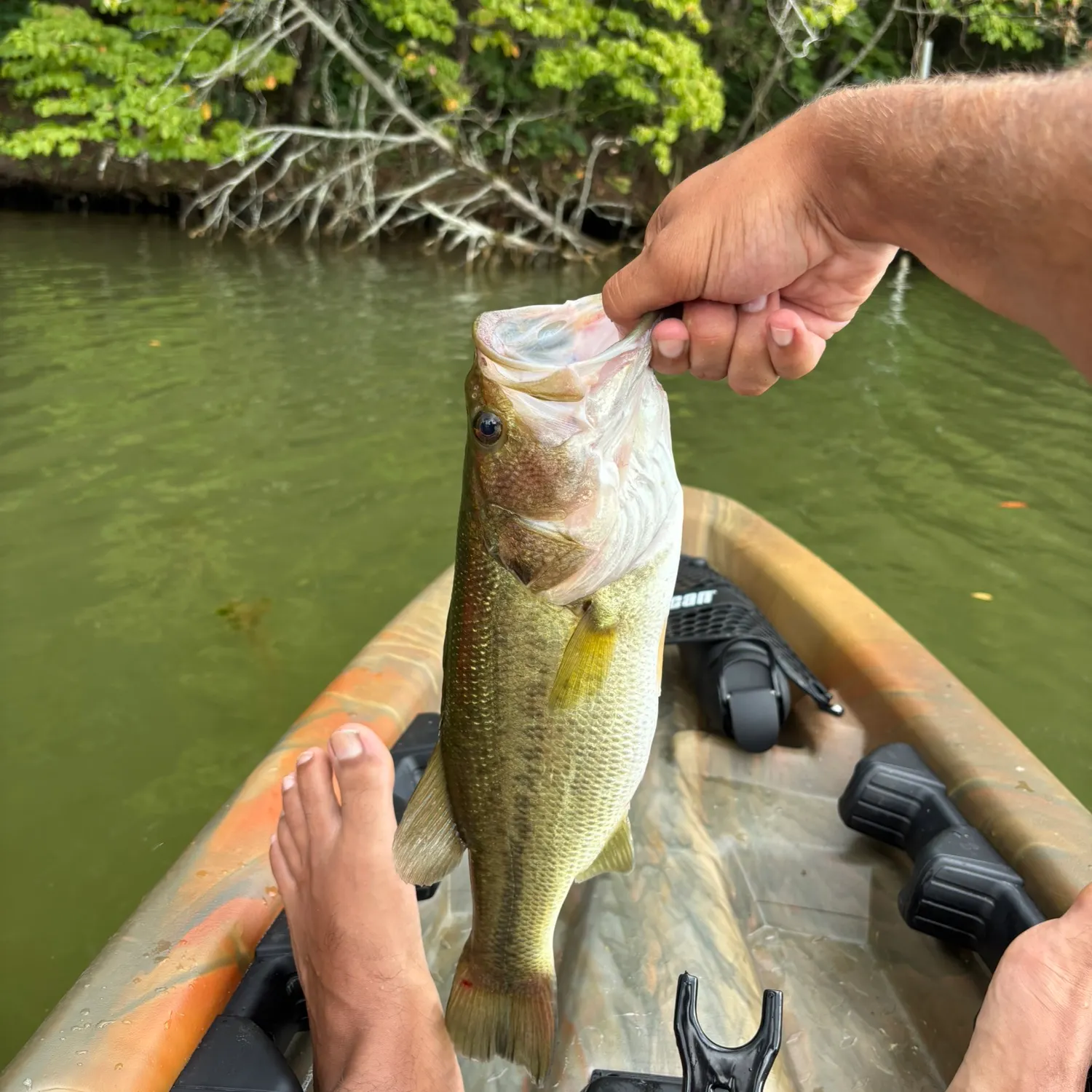 Largemouth bass caught on Fishbrain
