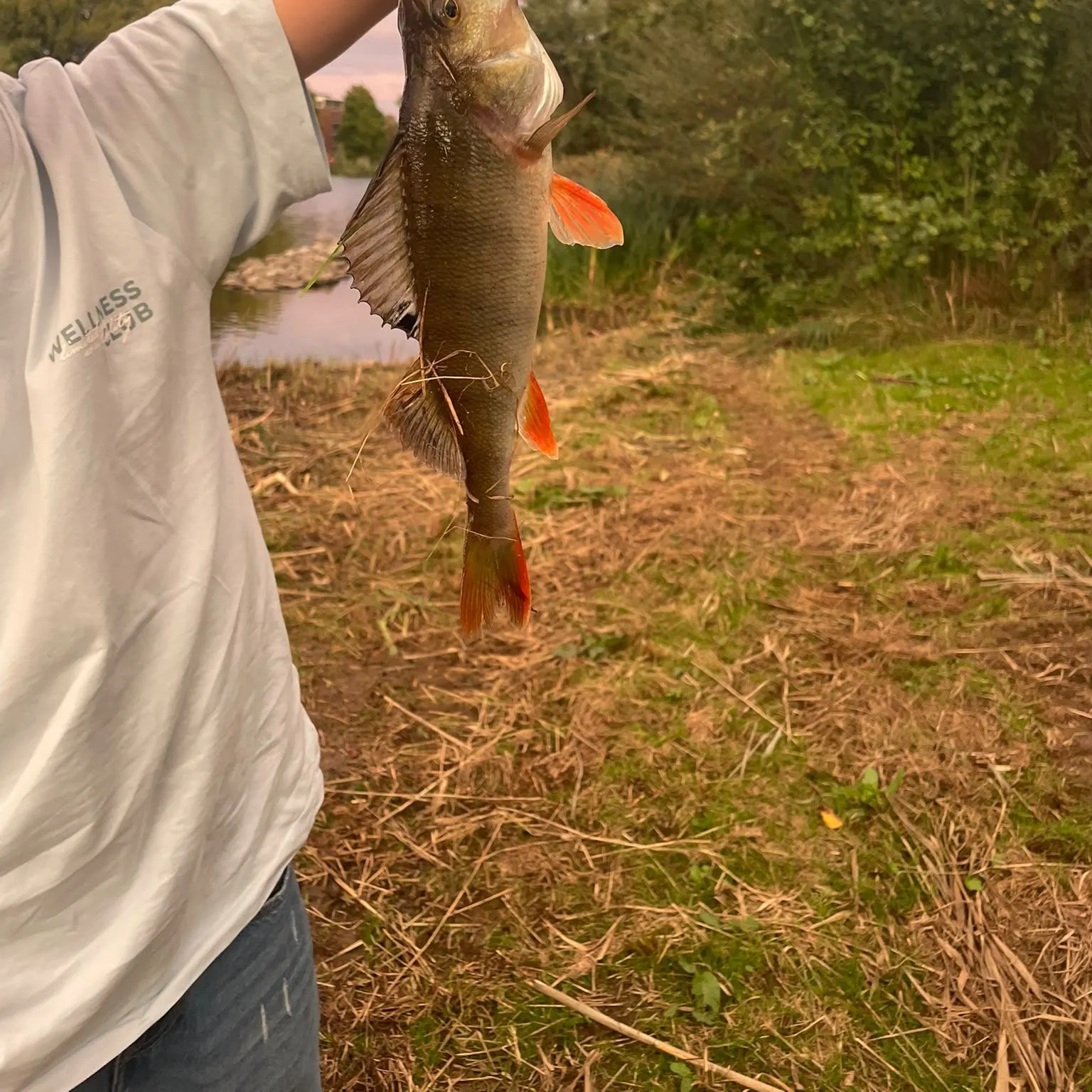 European perch caught on Fishbrain
